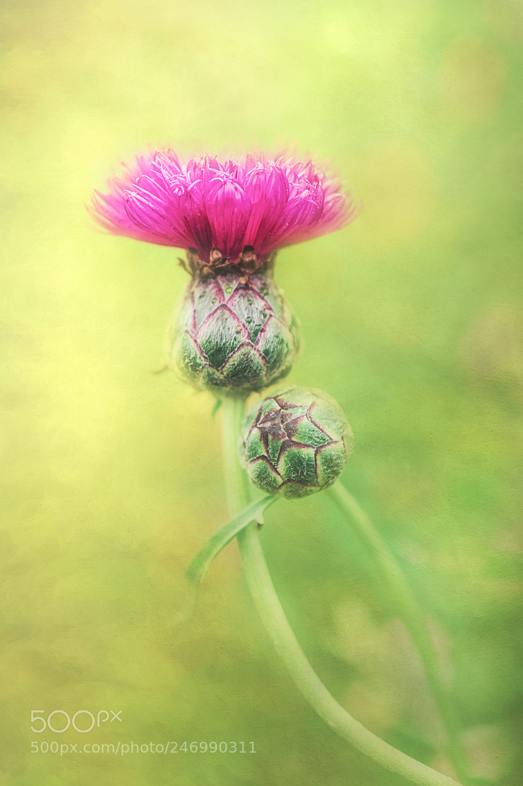 Nikon D5200 sample photo. You and i photography