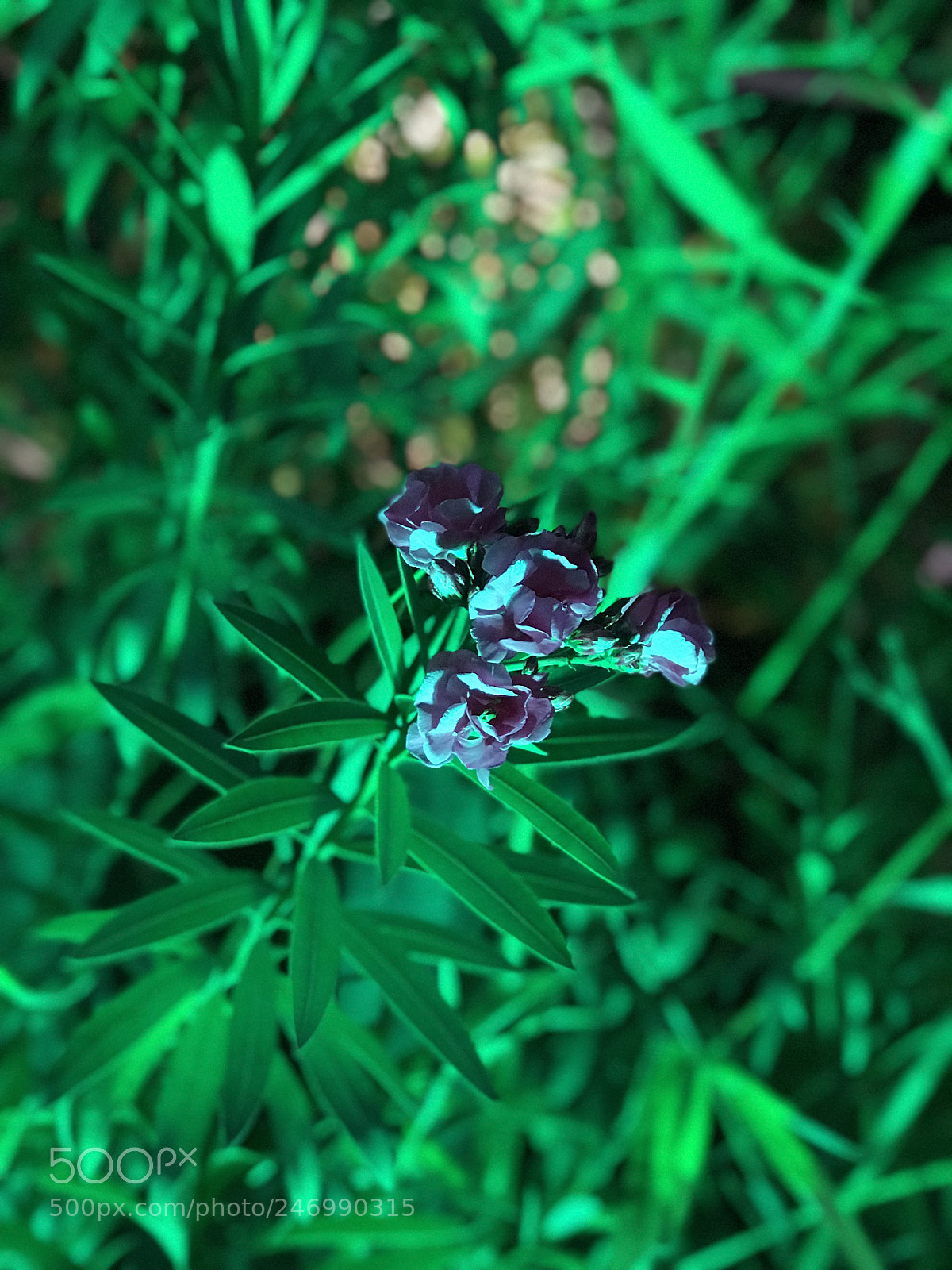 Apple iPhone 7 Plus sample photo. #iphonestuff photography