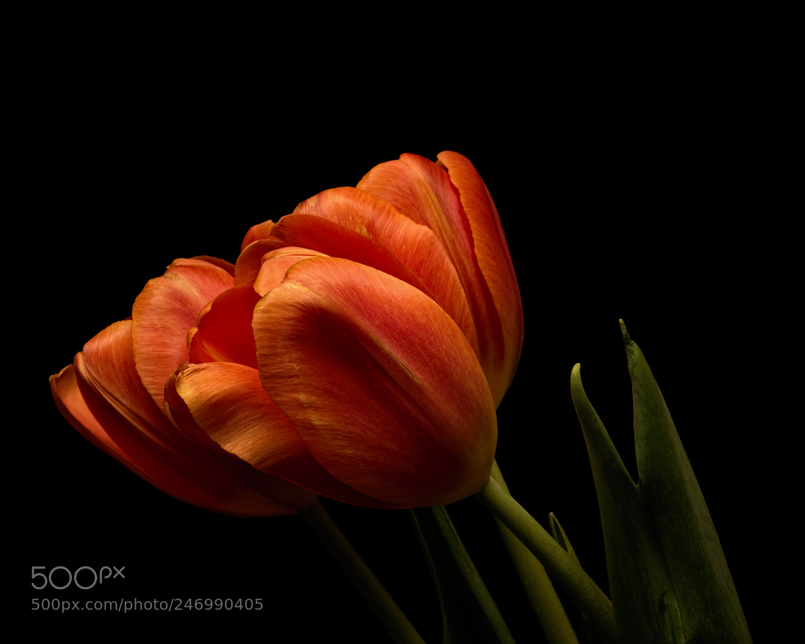 Nikon D810 sample photo. Three orange tulips 1126 photography