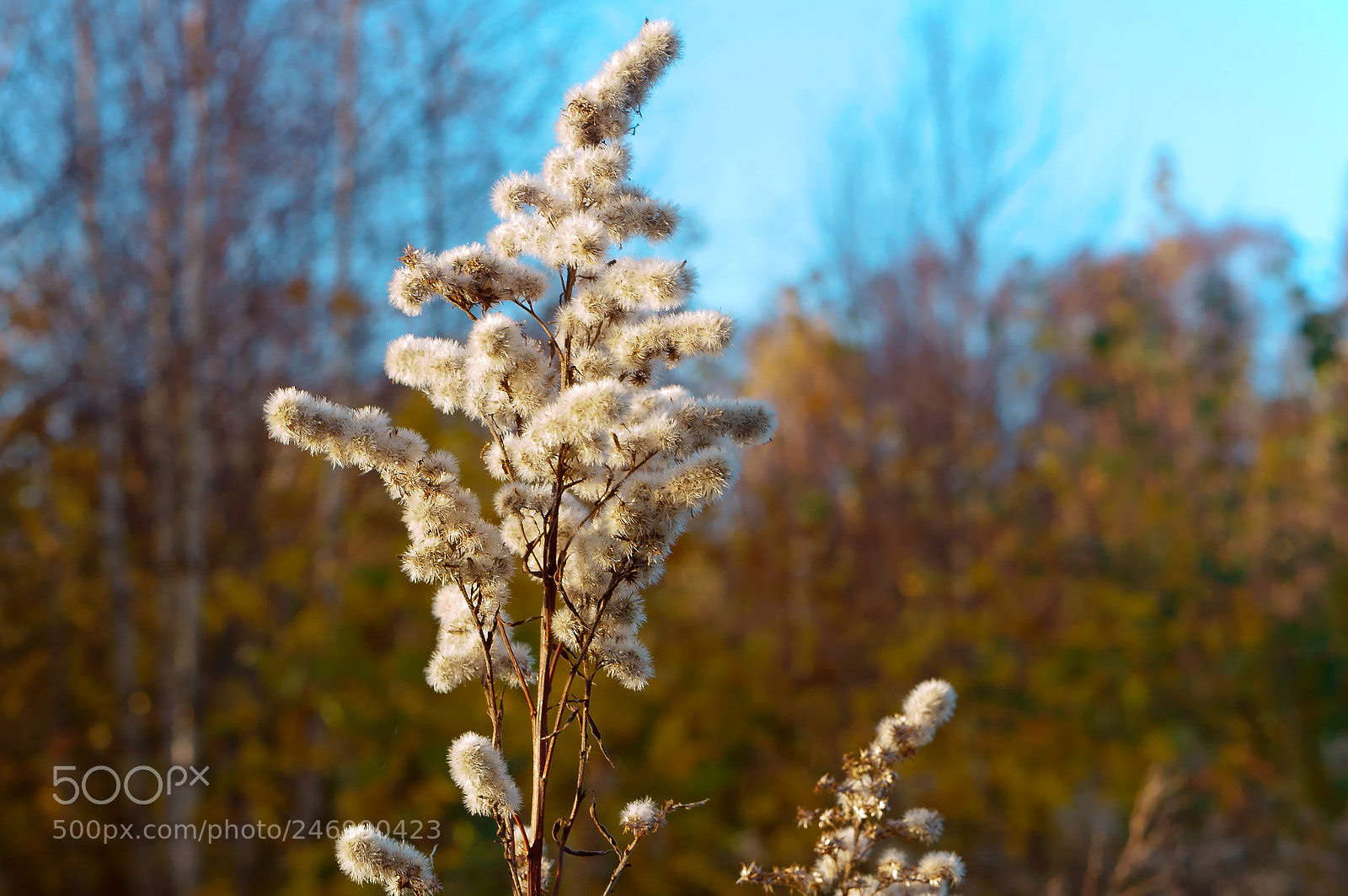 Sony Alpha NEX-3N sample photo. The head of the photography