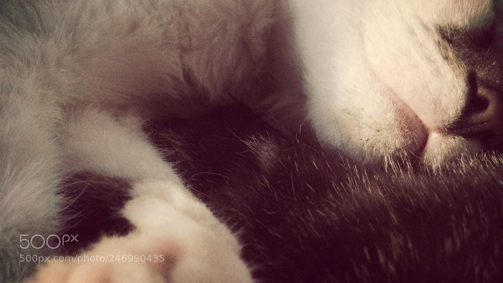 Apple iPhone 5s sample photo. Mozart photography
