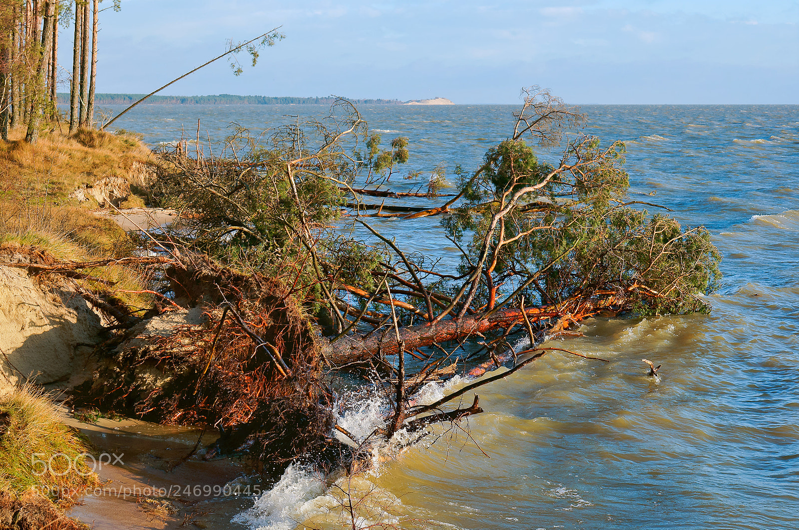 Sony Alpha NEX-3N sample photo. Pine fell into a photography