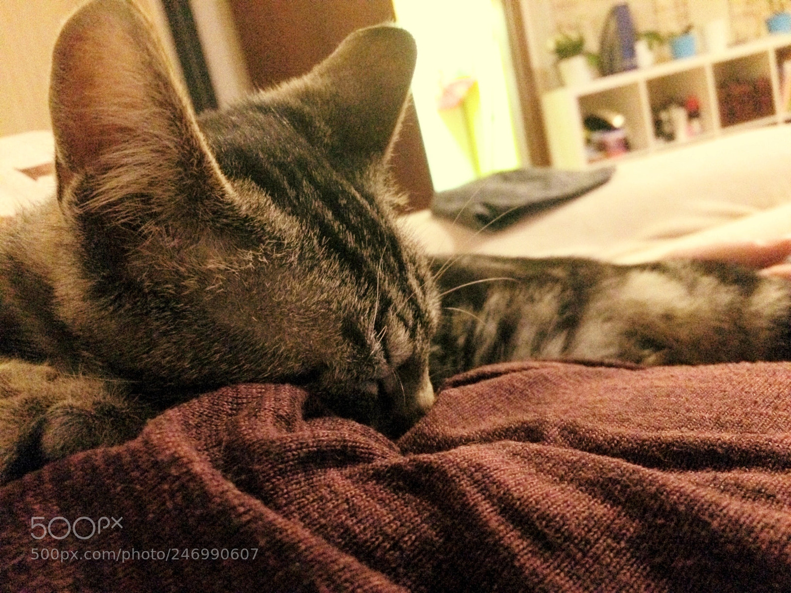 Apple iPhone 5s sample photo. Merlin photography