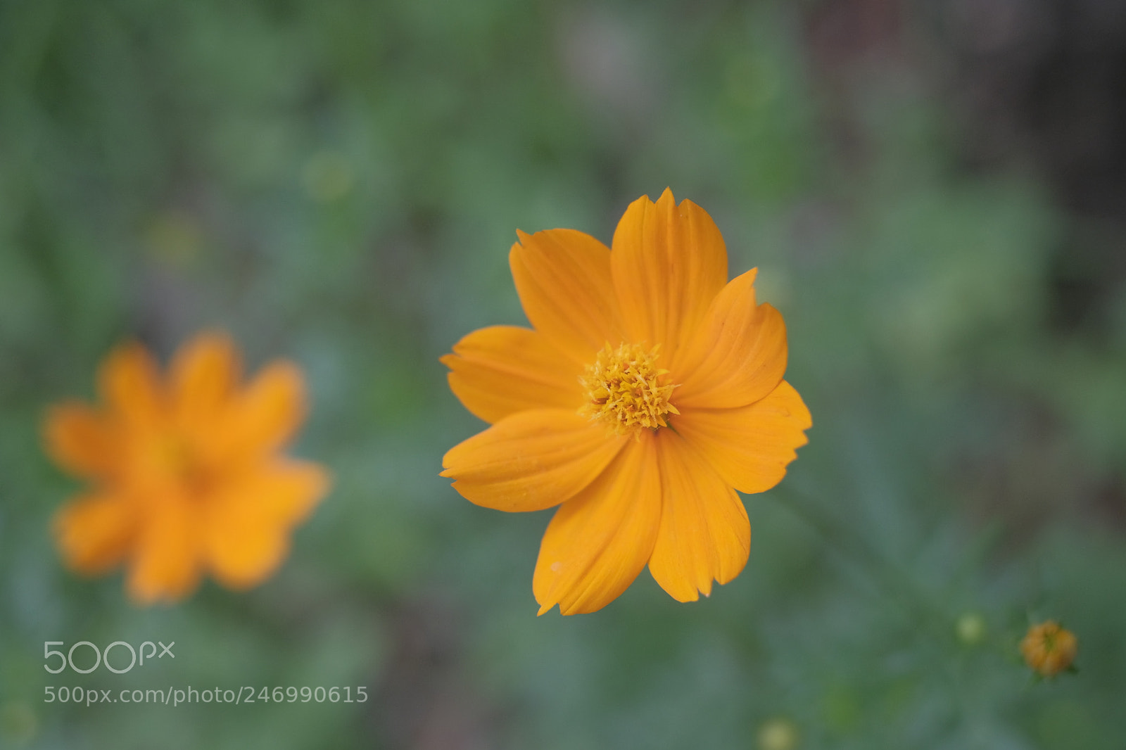 Fujifilm X-T20 sample photo. Cosmos photography