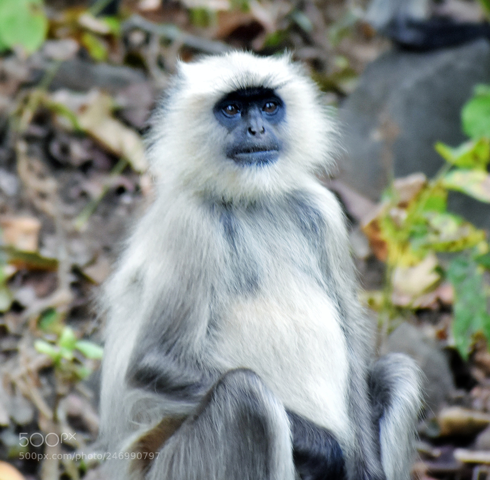Nikon D3400 sample photo. Monkey king? photography