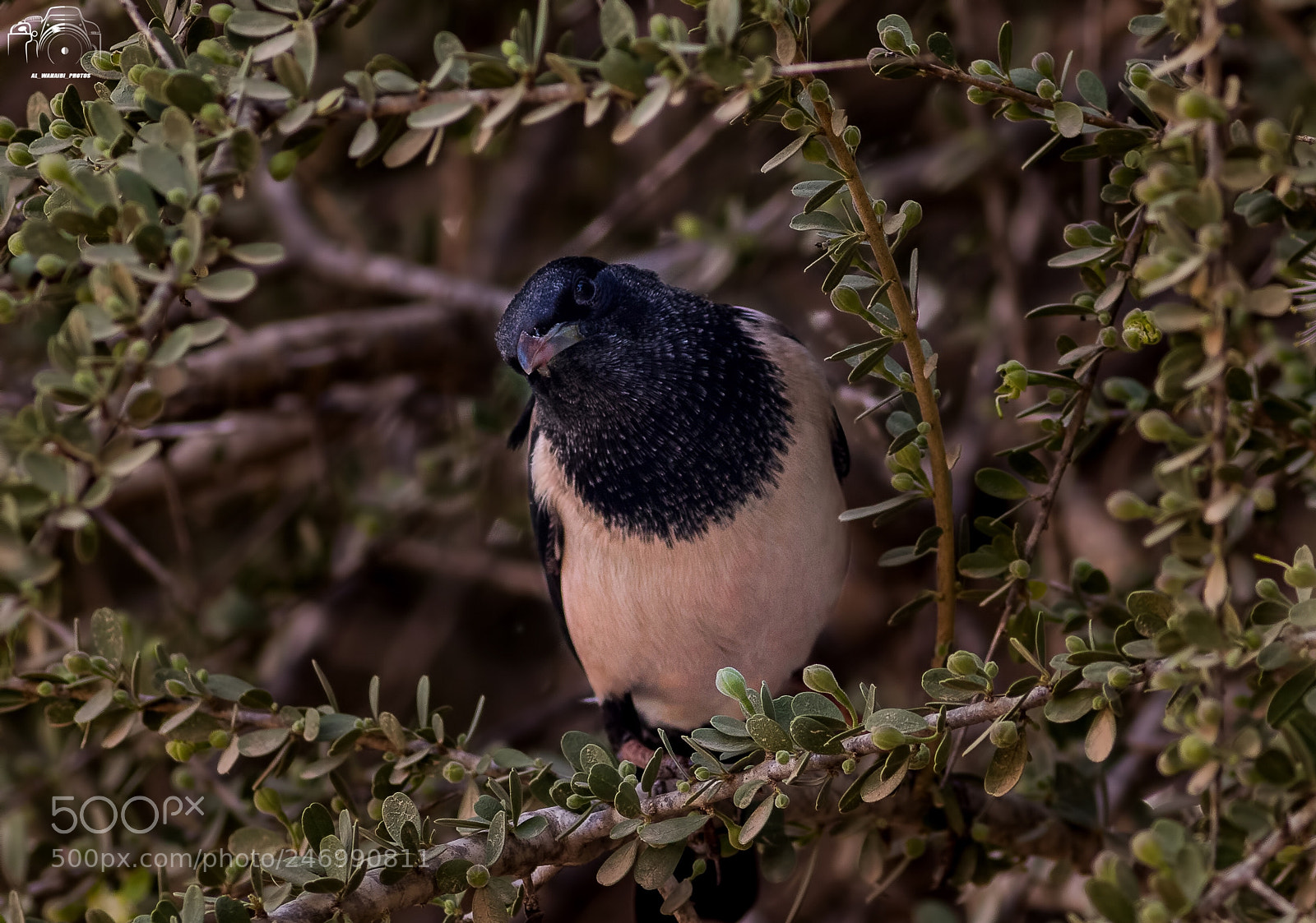 Canon EOS 7D Mark II sample photo. Untitled photography