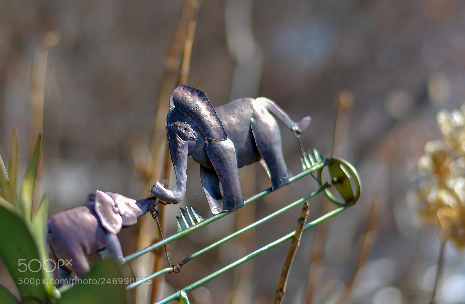 Nikon D7500 sample photo. Elephant love photography