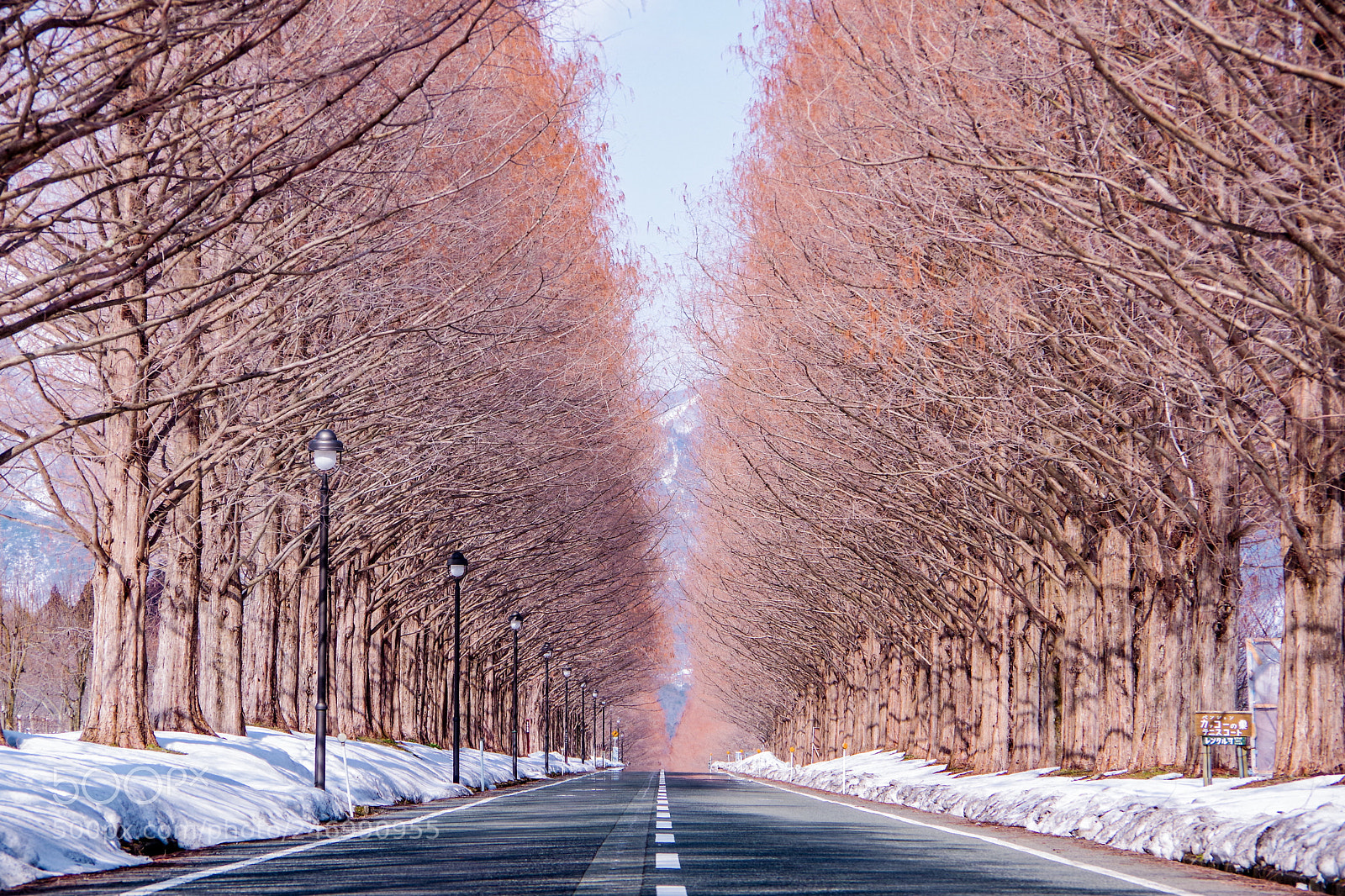 Pentax K-70 sample photo. Row of metasequoia photography