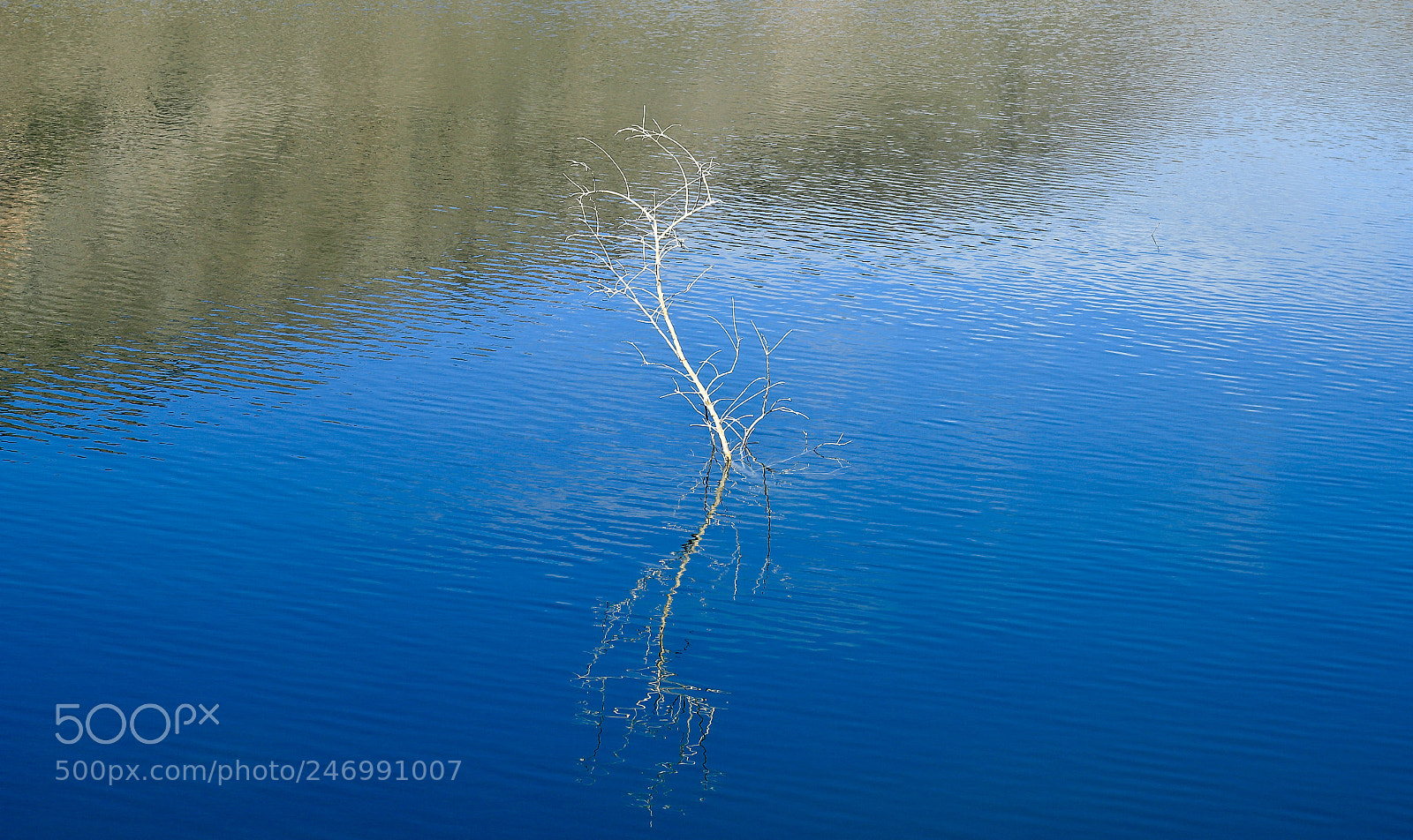 Canon EOS 6D Mark II sample photo. A branch photography