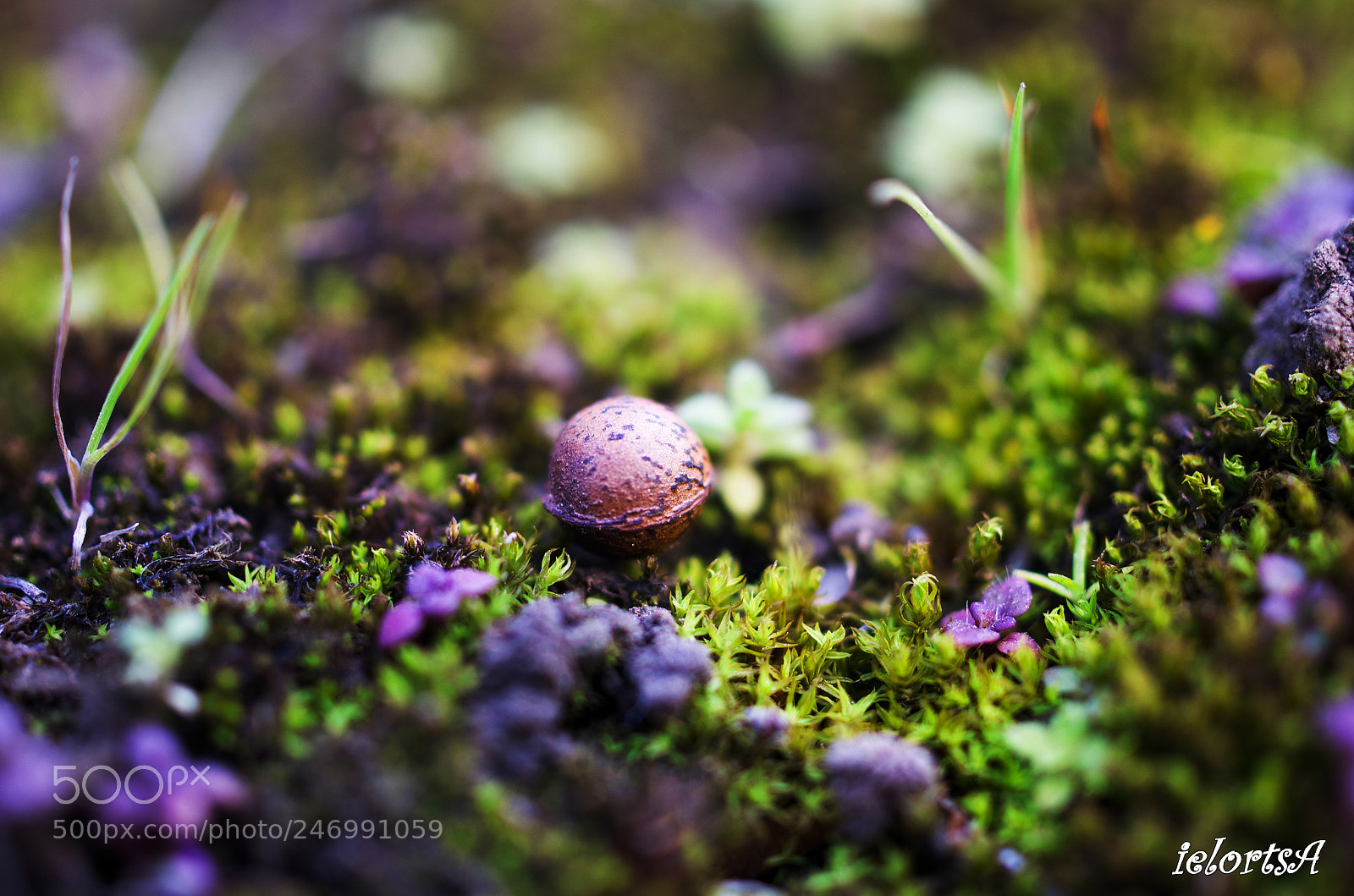 Pentax K-5 sample photo. Moss photography