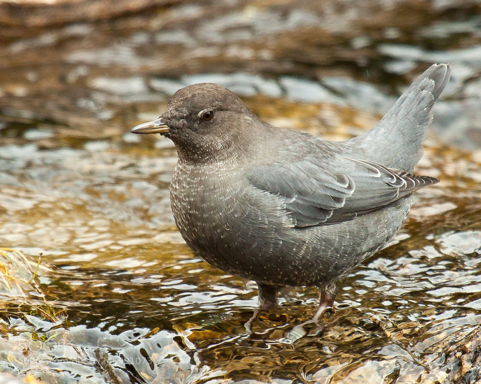 Canon EOS 50D sample photo. American dipper photography