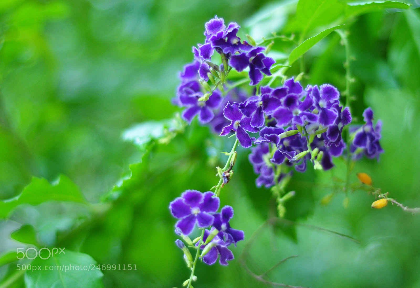 Nikon D90 sample photo. Some violets photography