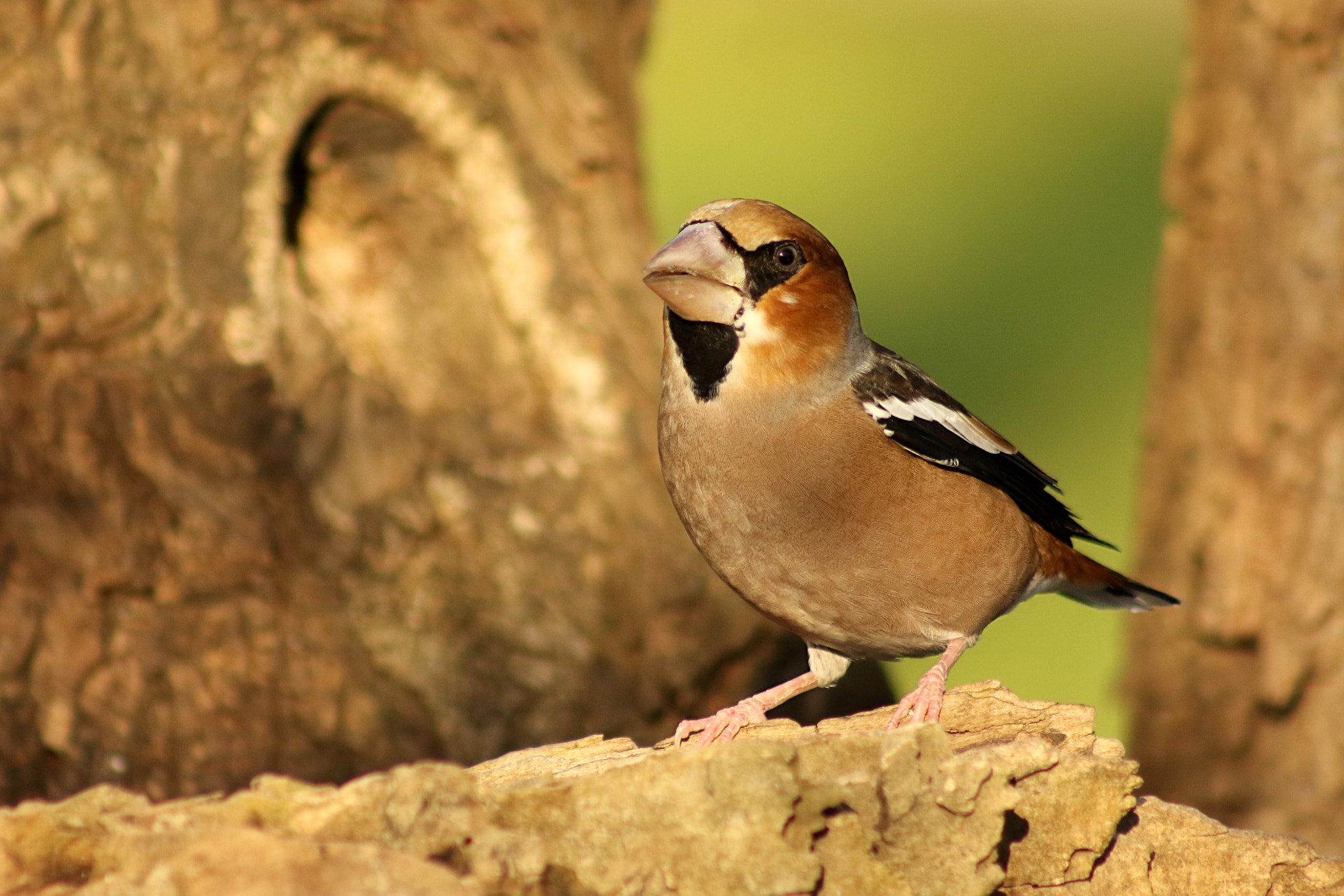 Canon EF 75-300mm f/4-5.6 USM sample photo. Hawfinch photography