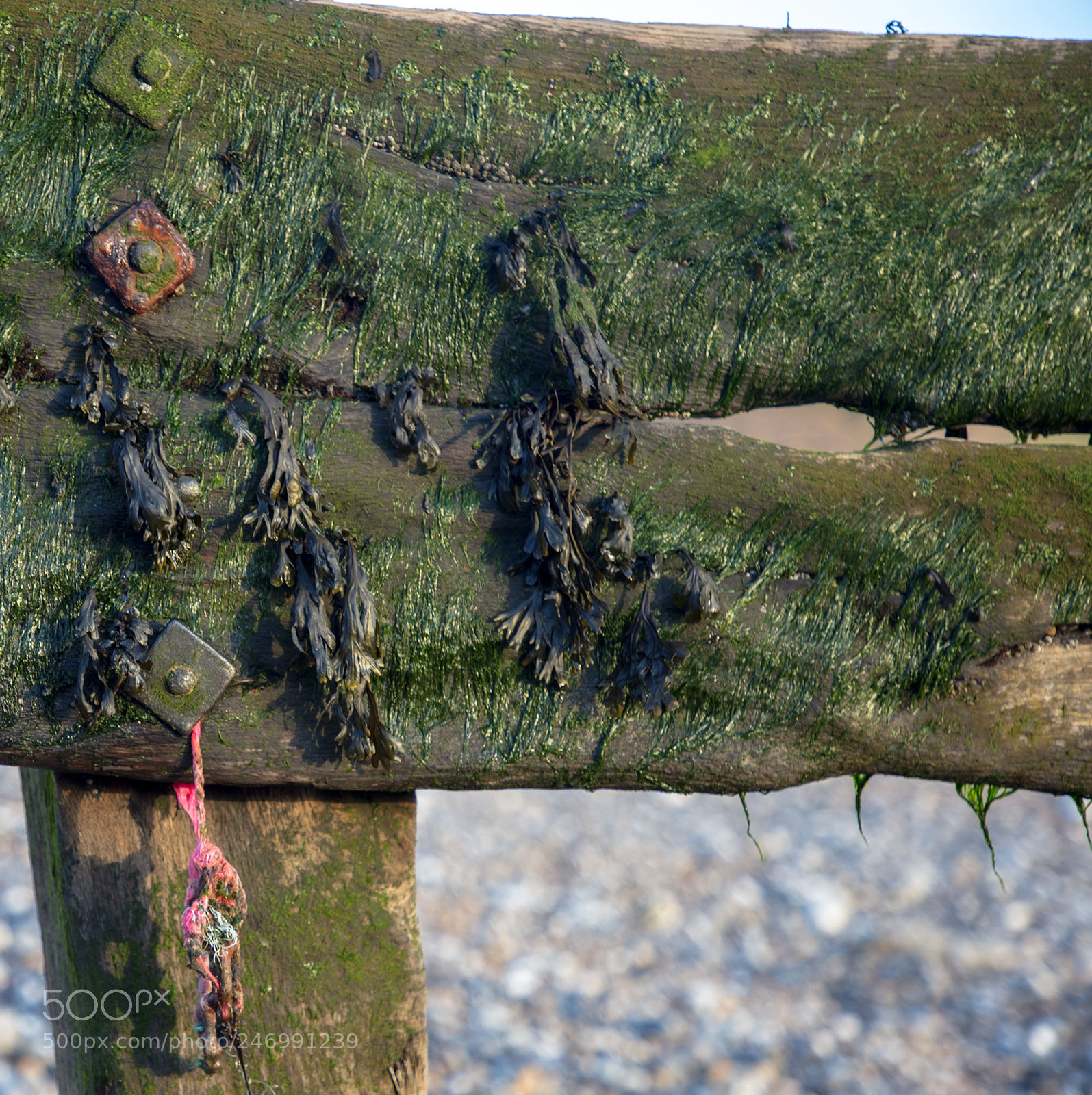 Canon EOS 5DS sample photo. Found art in the photography