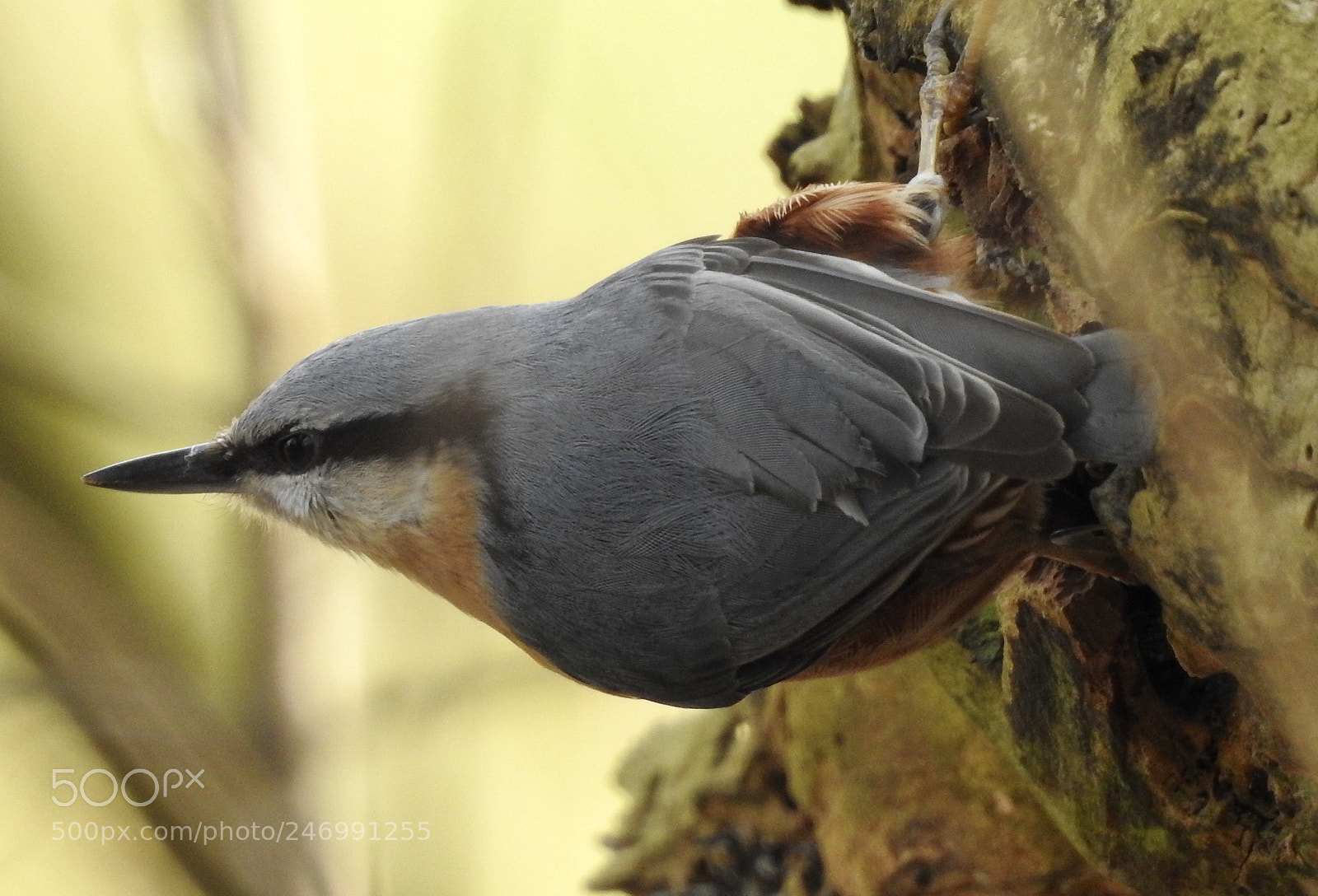 Nikon Coolpix P900 sample photo. Nuthatch.... photography