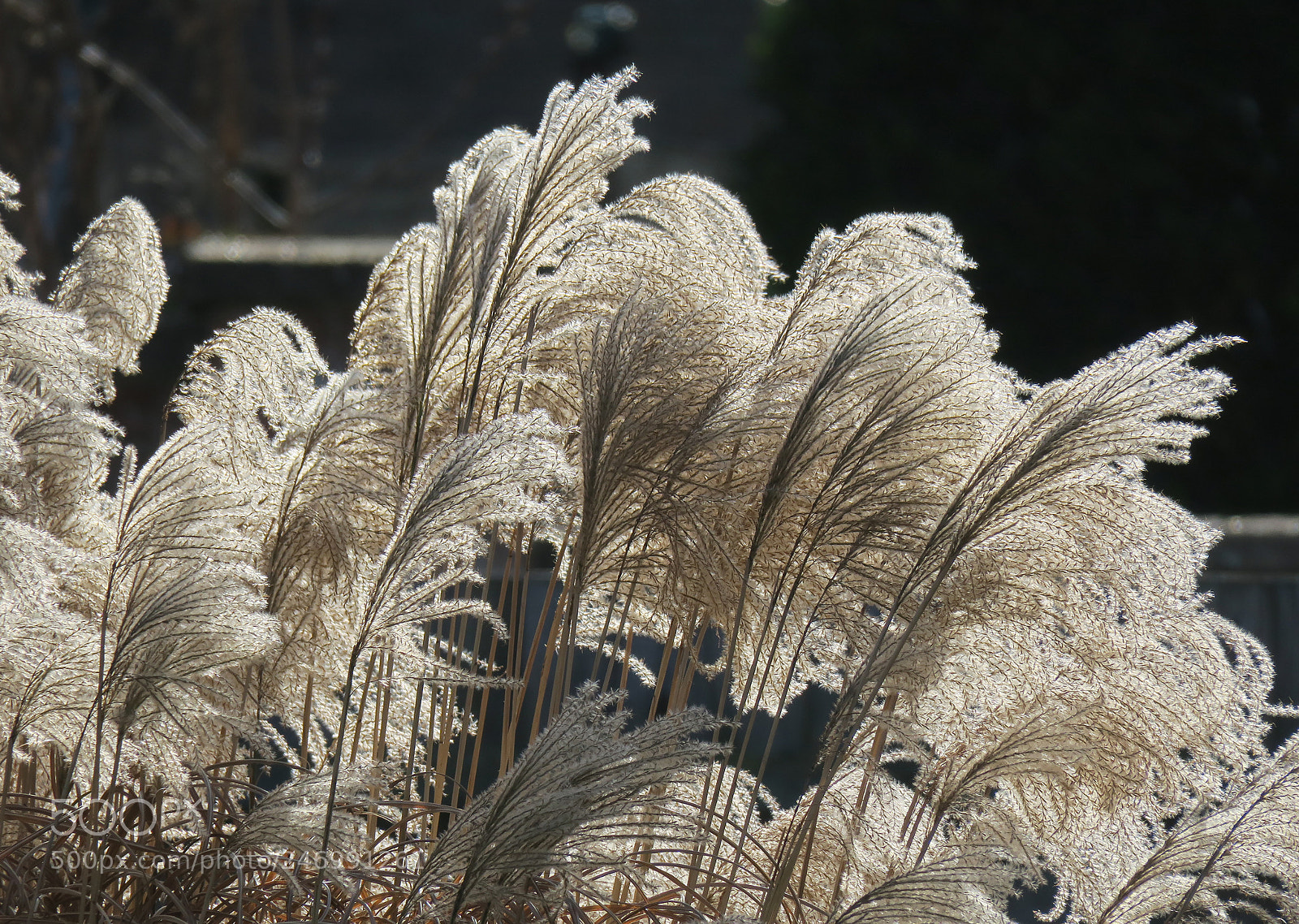 Canon PowerShot G3 X sample photo. Found art in the photography