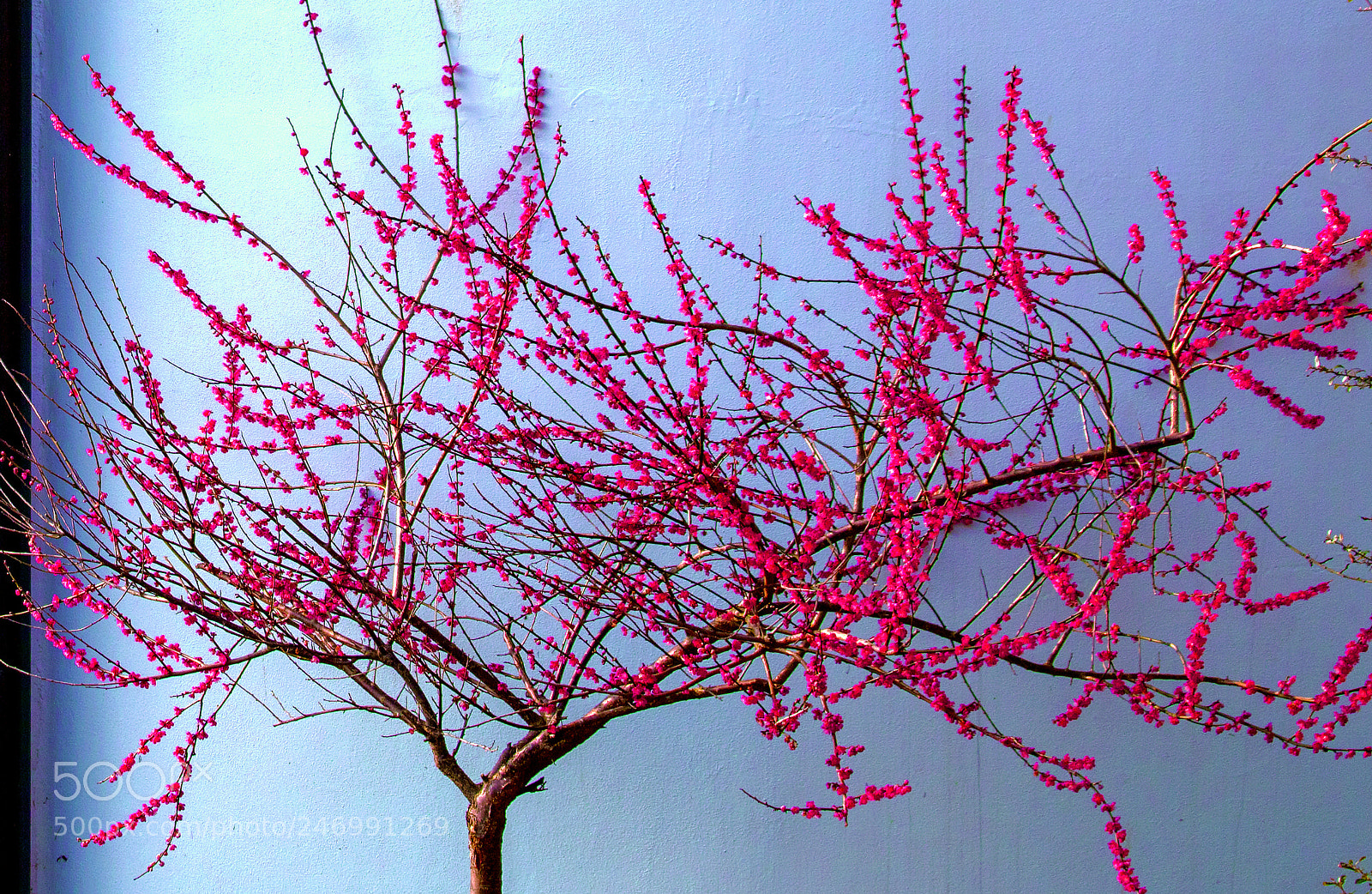 Canon EOS 5DS sample photo. Found art in the photography