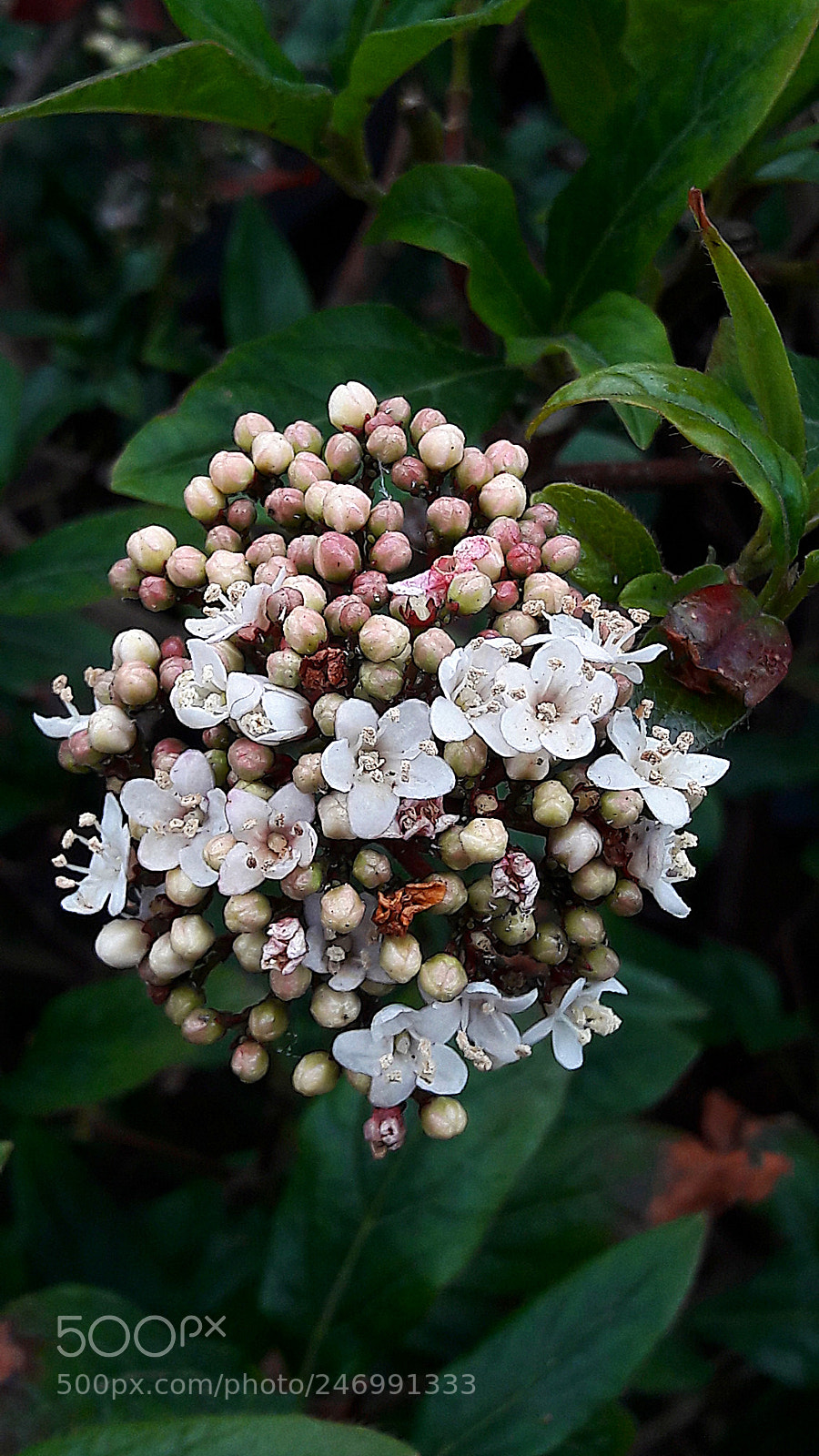 Samsung Galaxy A5(2016) sample photo. Flower photography