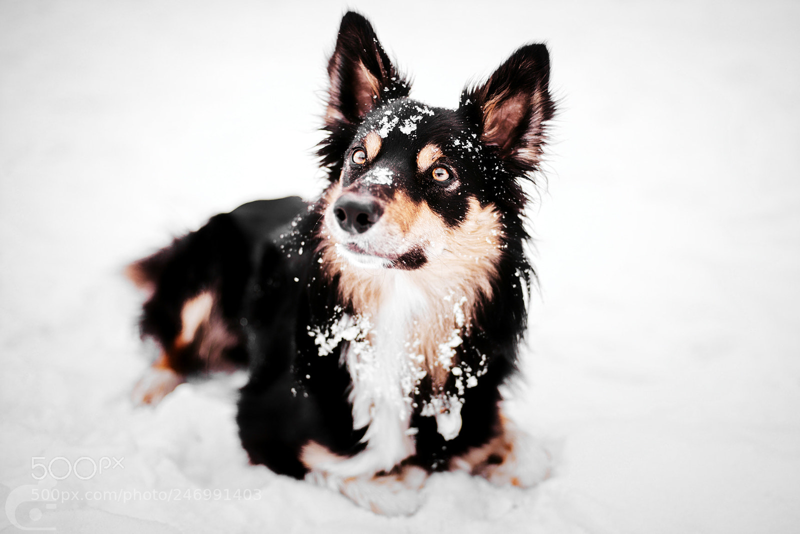 Nikon D600 sample photo. Winter time - skoll photography