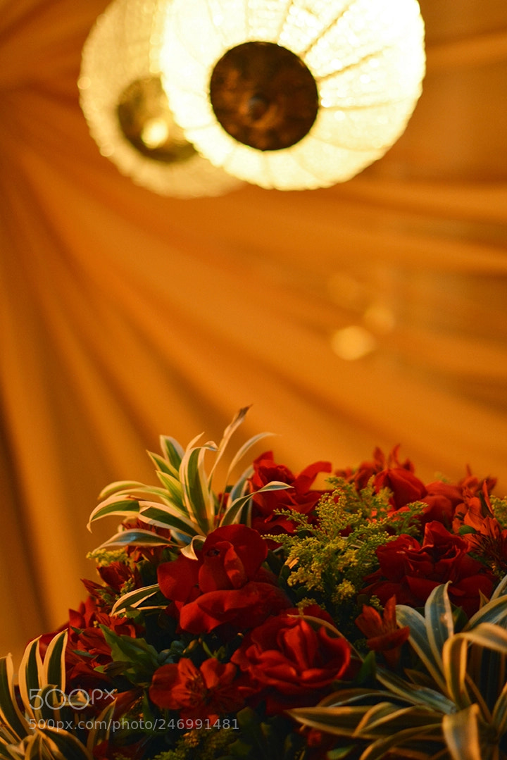 Nikon D5200 sample photo. Domus xx photography