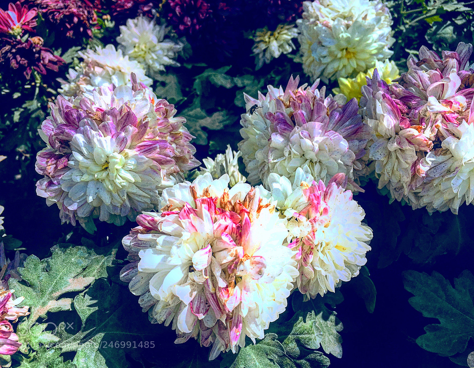 Apple iPhone 6s Plus sample photo. Untitled photography