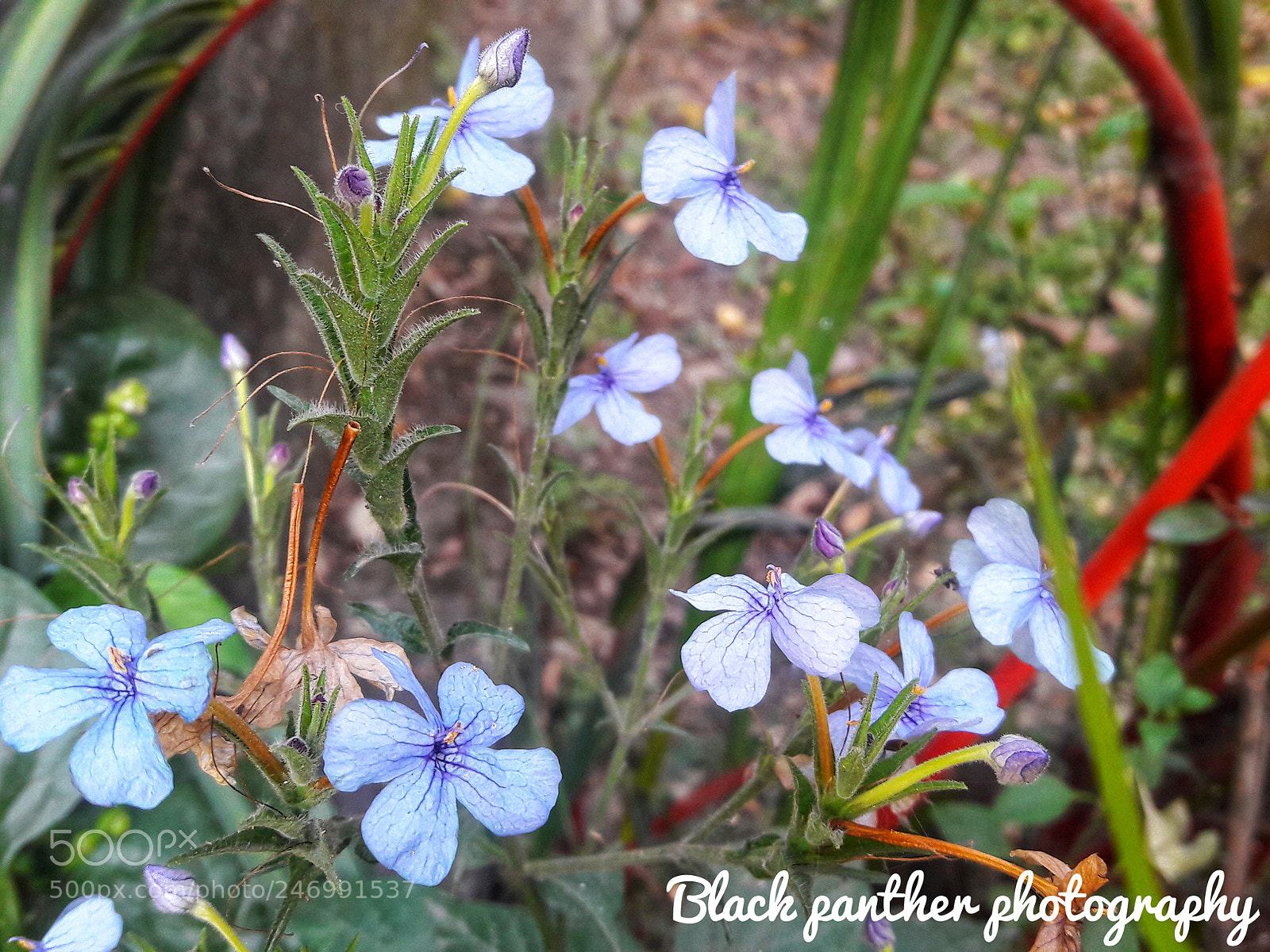 Samsung Galaxy J7 sample photo. Blue flowers... photography