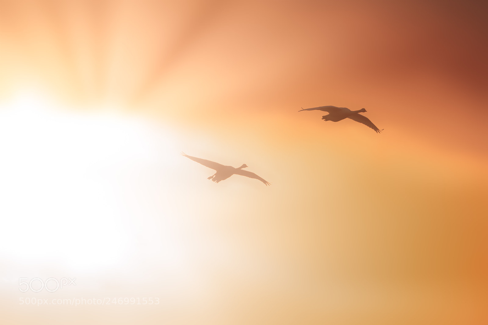 Nikon D810 sample photo. 'icarus and wife' photography