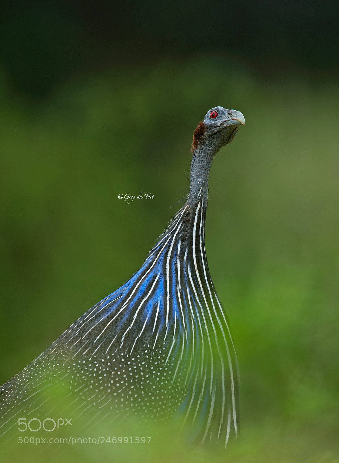 Nikon D4S sample photo. Vulture guineafowl (1) photography