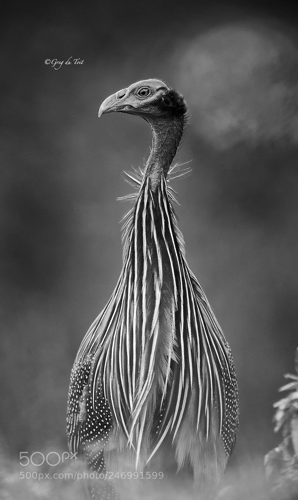 Nikon D4S sample photo. Vulture guineafowl (1) photography