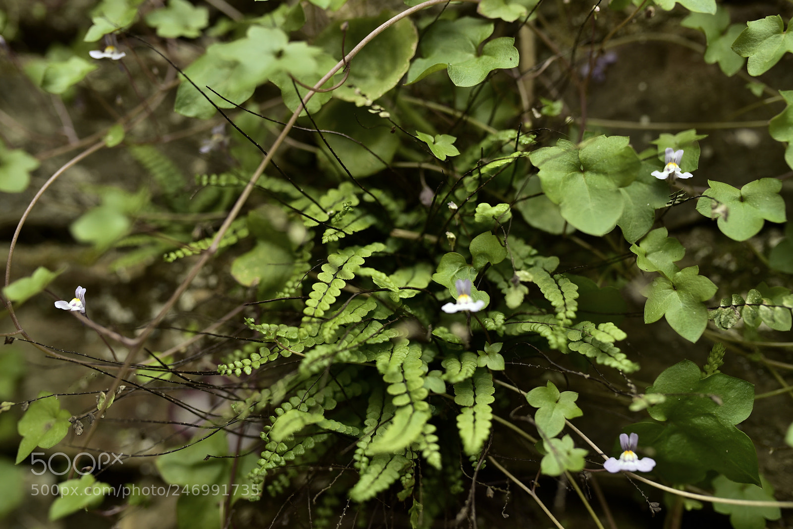 Nikon D750 + Sigma 35mm F1.4 DG HSM Art sample photo. Dsc photography