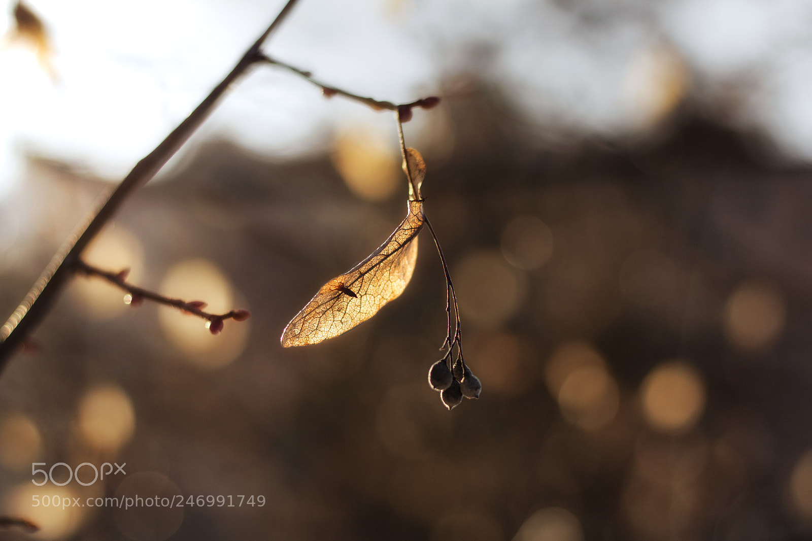 Canon EOS 600D (Rebel EOS T3i / EOS Kiss X5) sample photo. Linden in the sunset photography