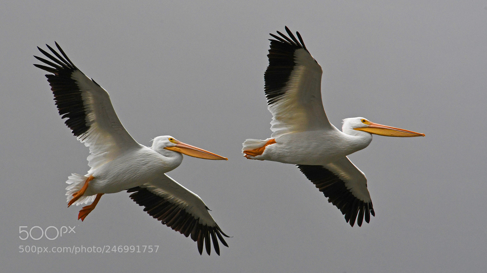 Nikon D500 sample photo. Pelicans flying high photography