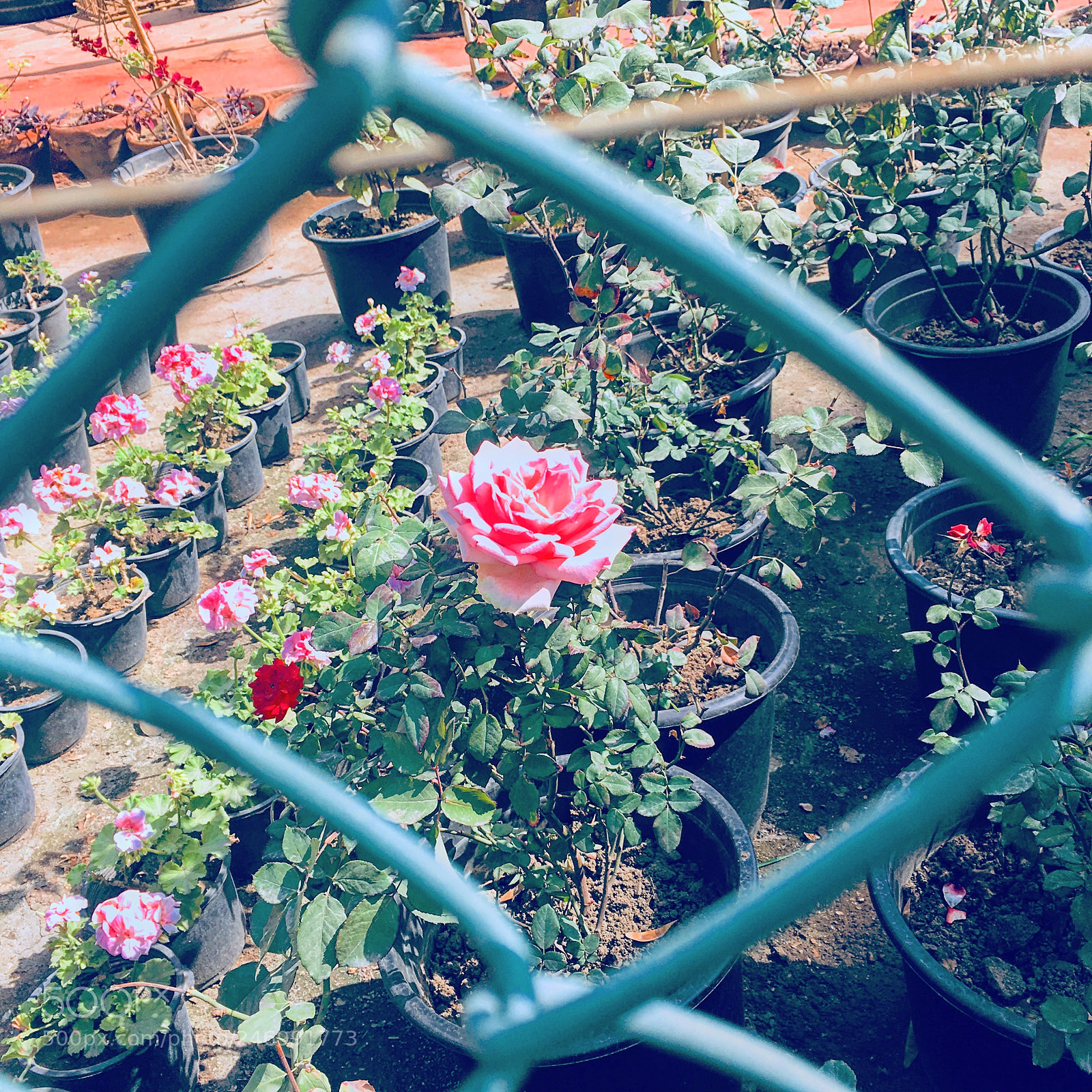 Apple iPhone 6s Plus sample photo. Untitled photography