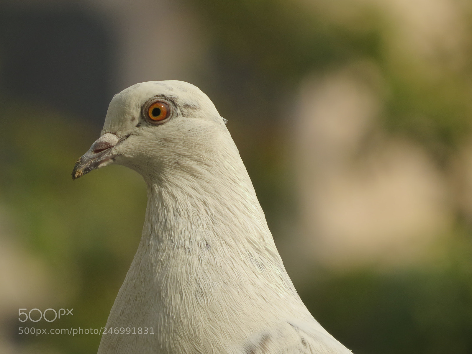 Canon PowerShot SX50 HS sample photo. A release dove photography