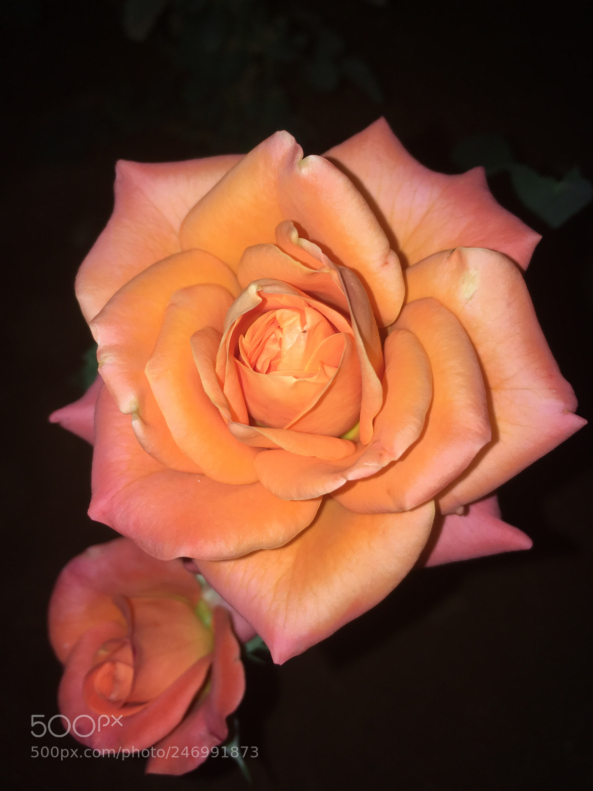 Apple iPhone SE sample photo. Rose from my garden. photography