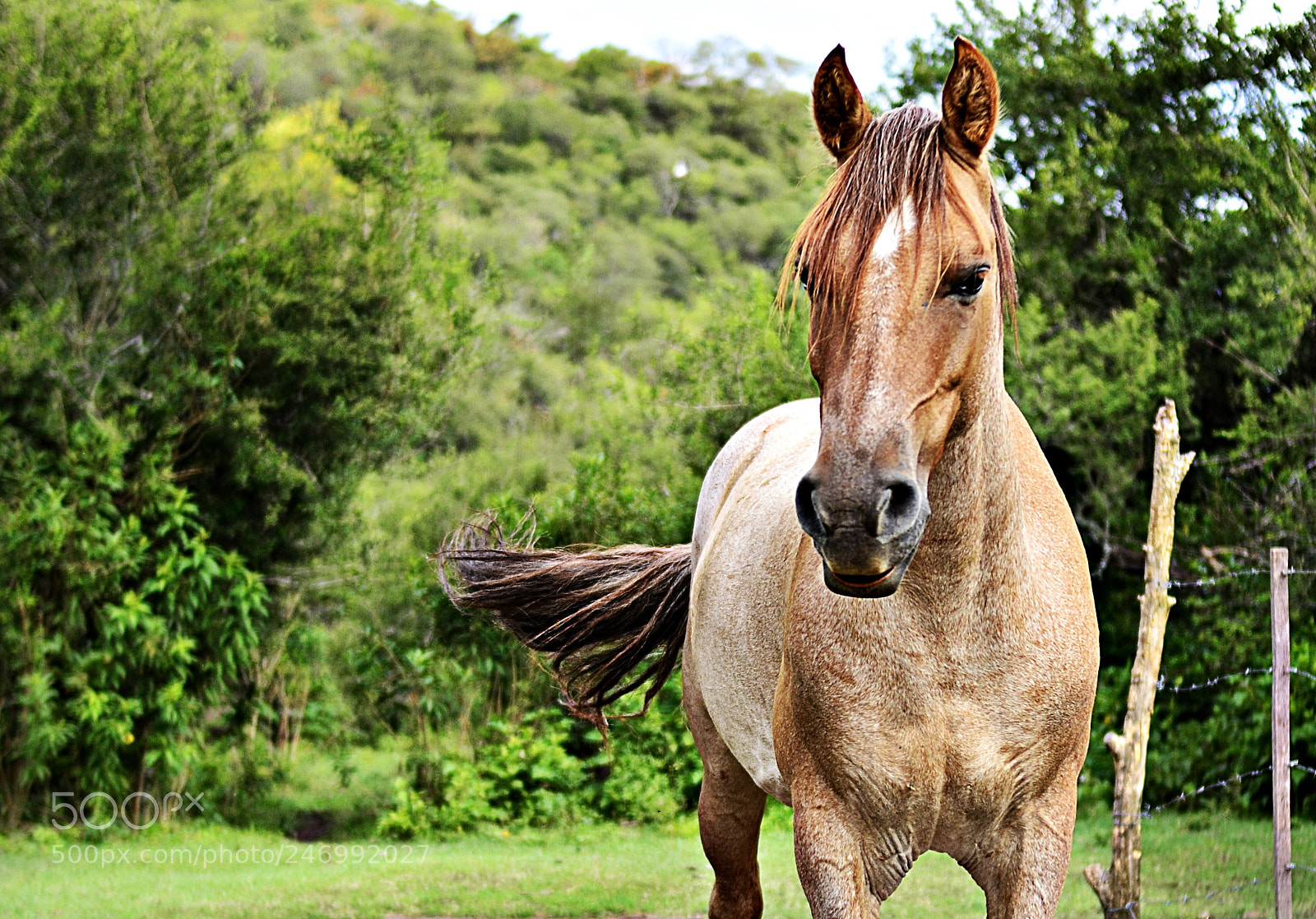 Nikon D3100 sample photo. Fire horse photography