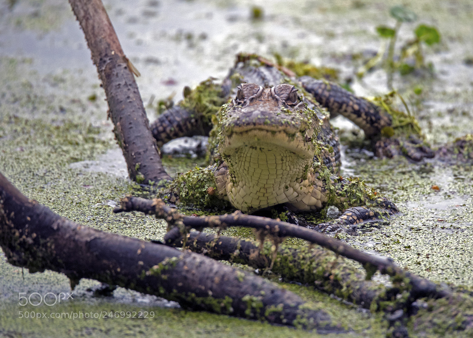 Nikon D750 sample photo. Young gator in swamp photography
