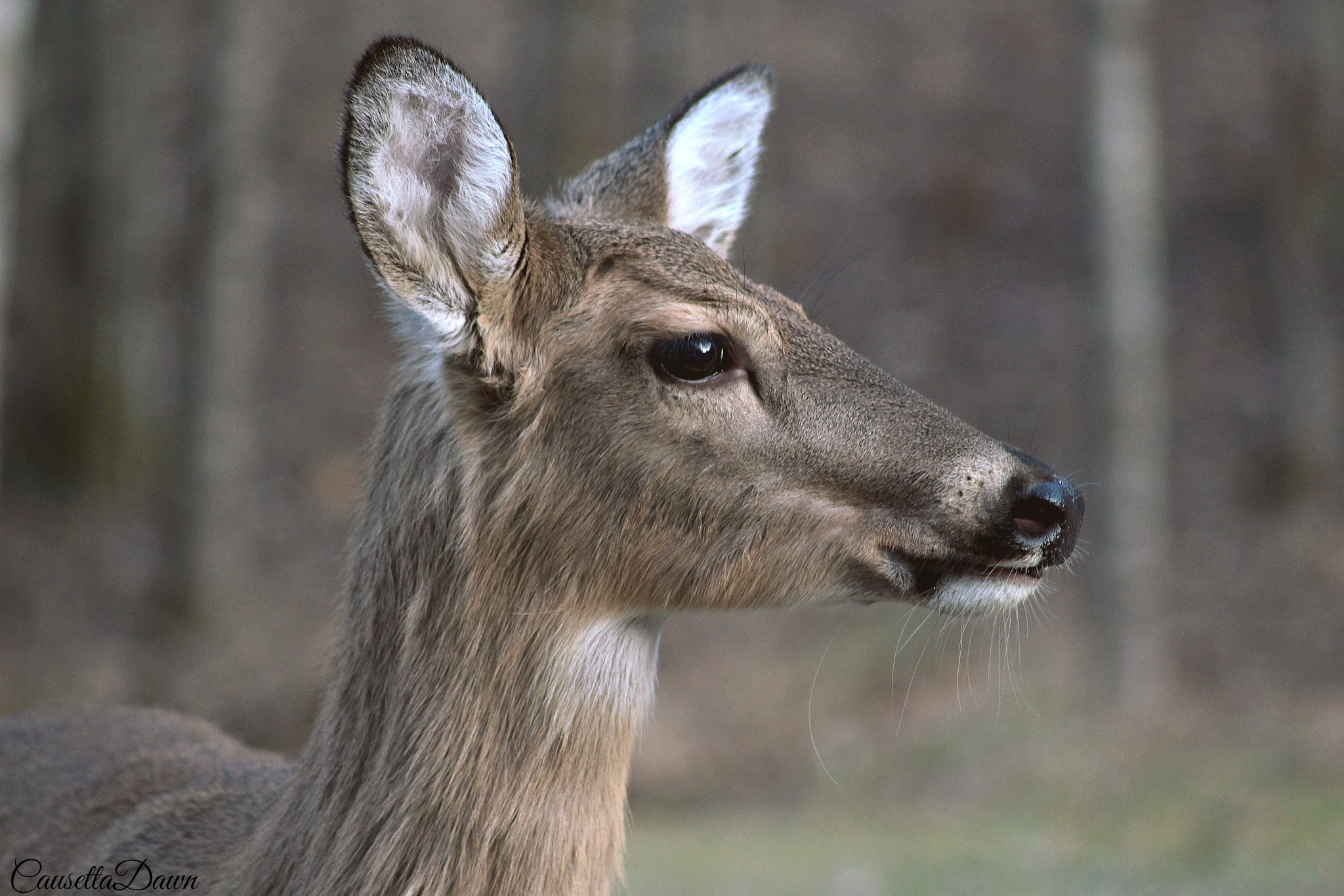 Canon EF 55-200mm F4.5-5.6 II USM sample photo. Doe profile photography