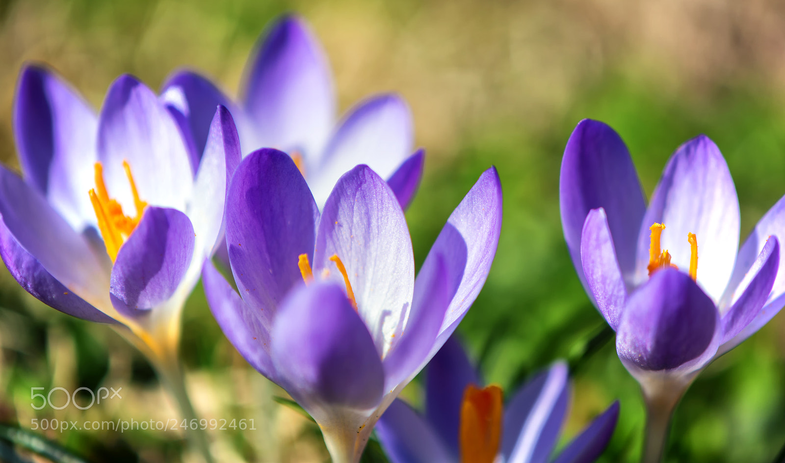 Nikon D7100 sample photo. Spring is in the photography