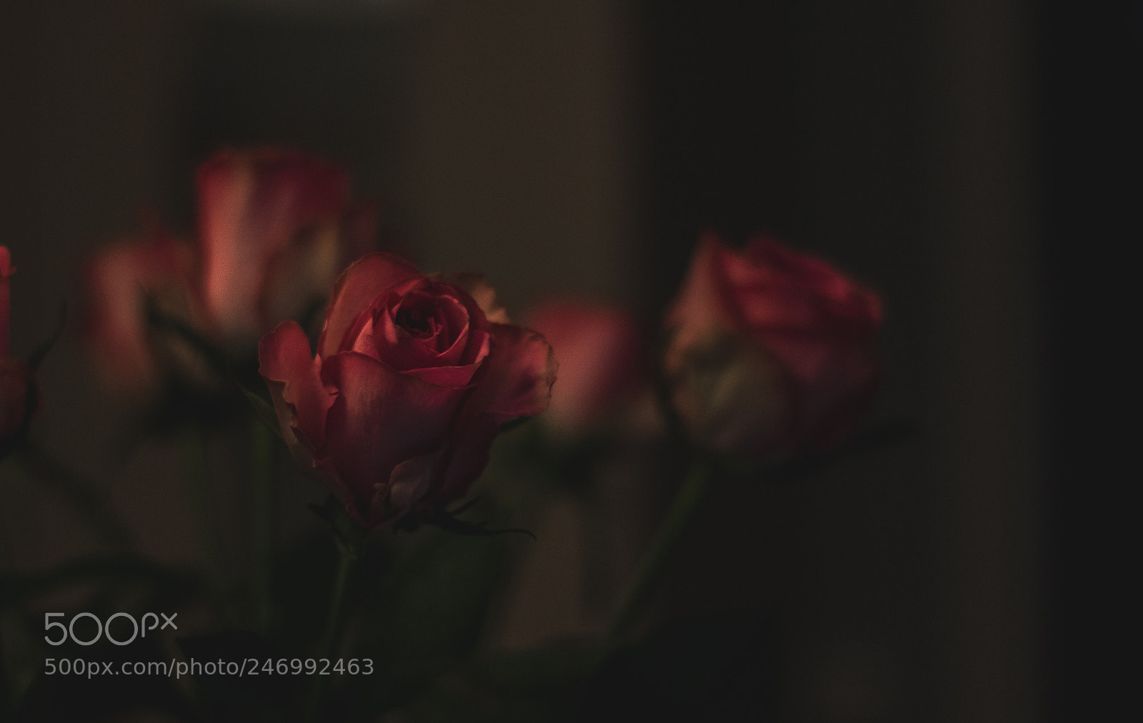 Canon EOS 7D Mark II sample photo. Untitled photography