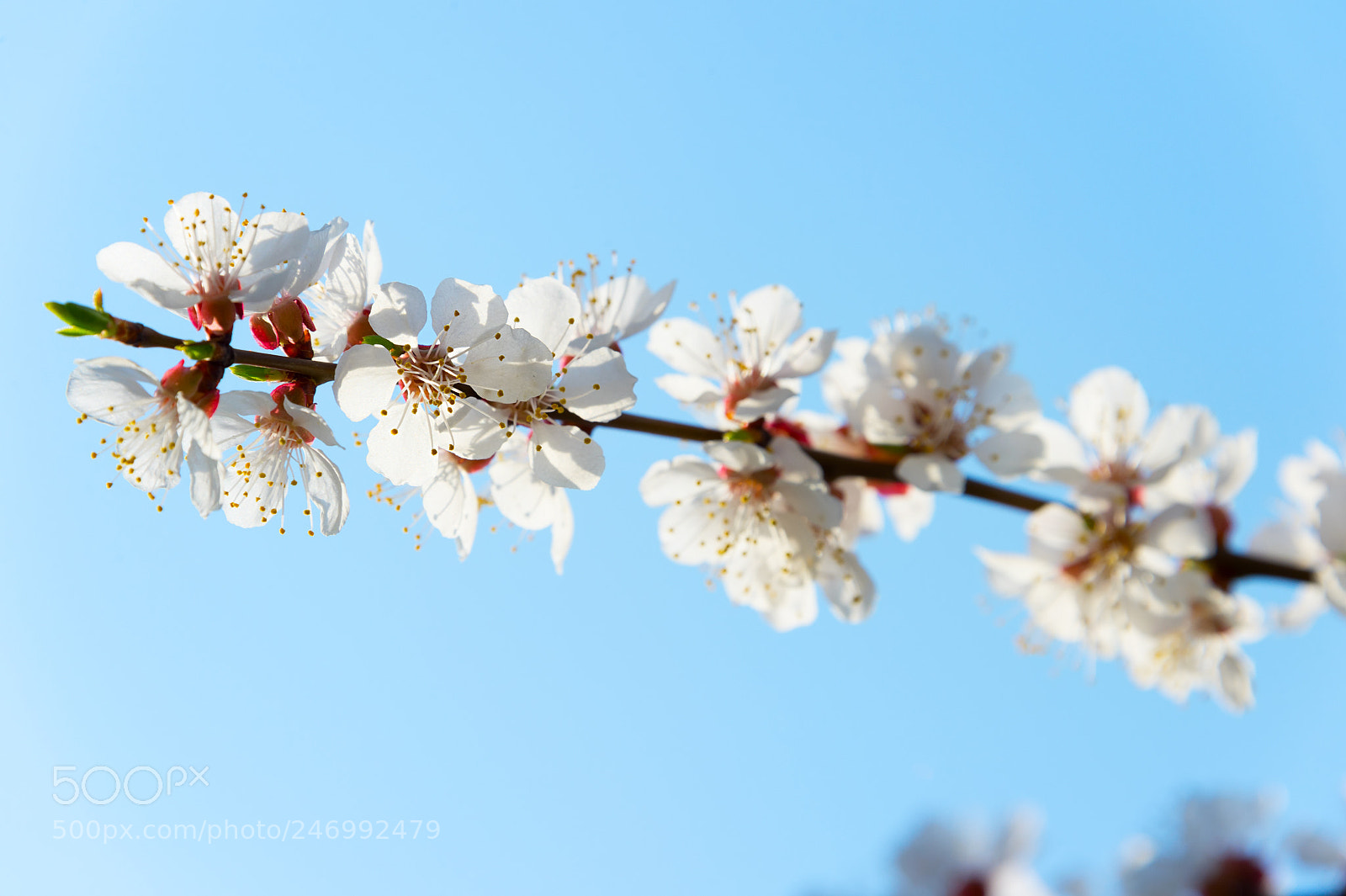 Nikon Df sample photo. Blossom flowers tree branch photography