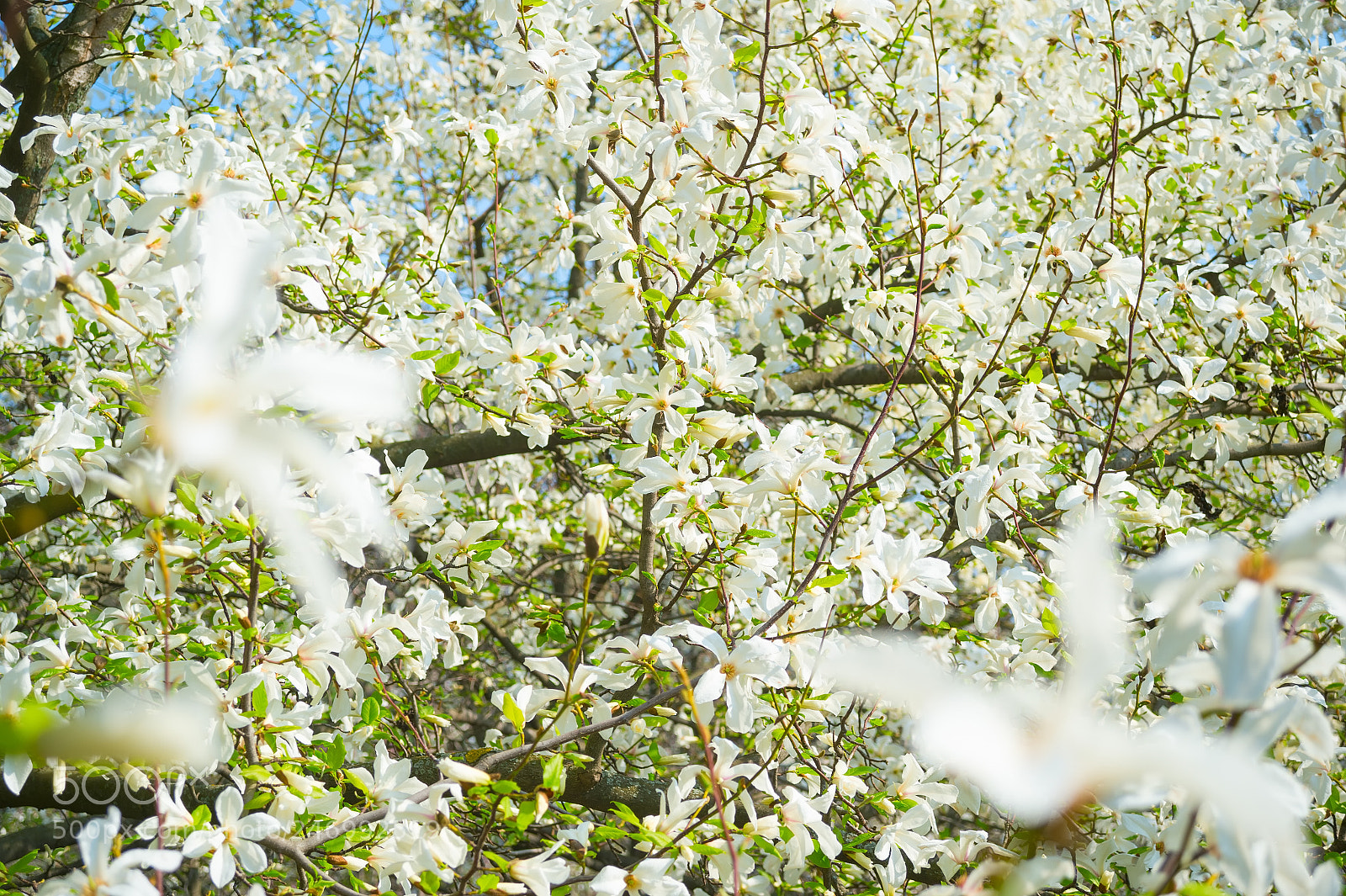 Nikon Df sample photo. White blossom magnolia tree photography