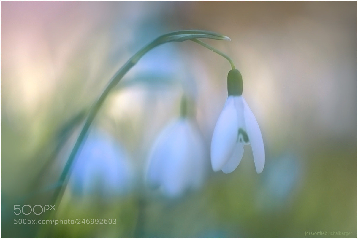 Nikon D7200 sample photo. Spring bells photography