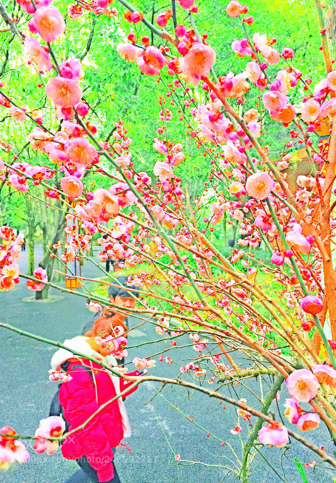 Apple iPhone 6 Plus sample photo. 早春二月（手机摄影） photography