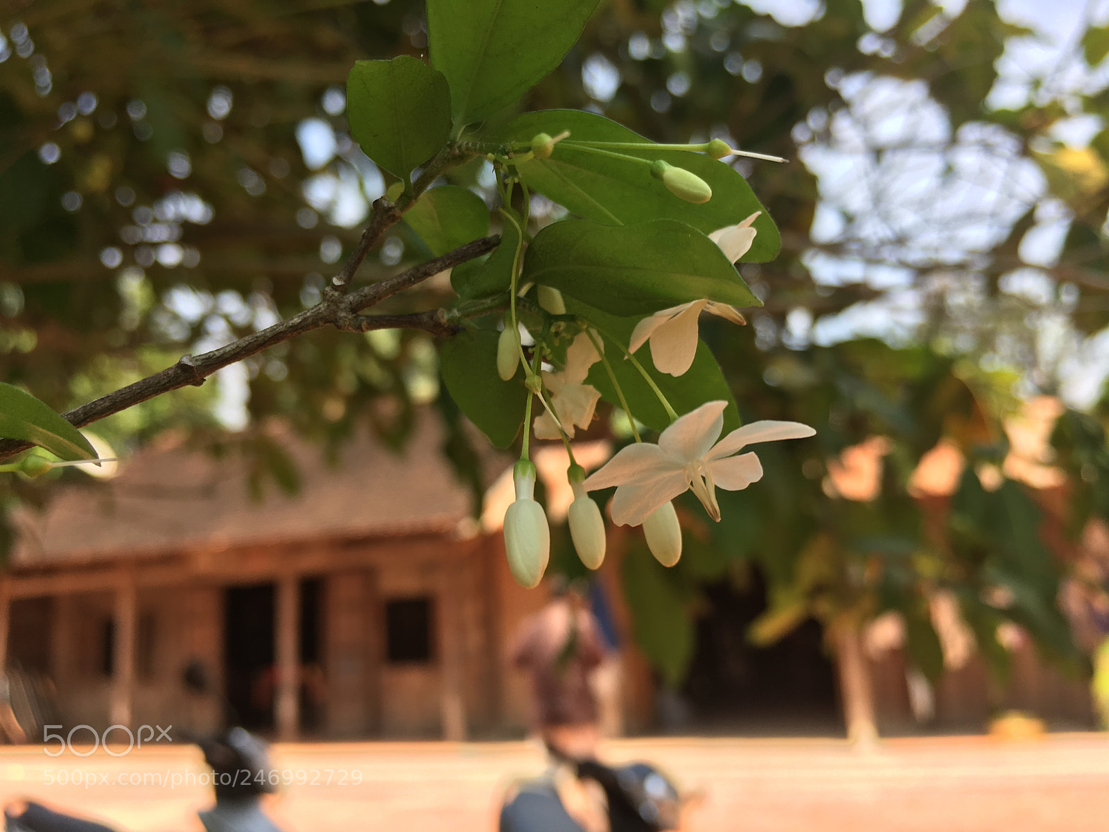 Apple iPhone 6s sample photo. Untitled photography
