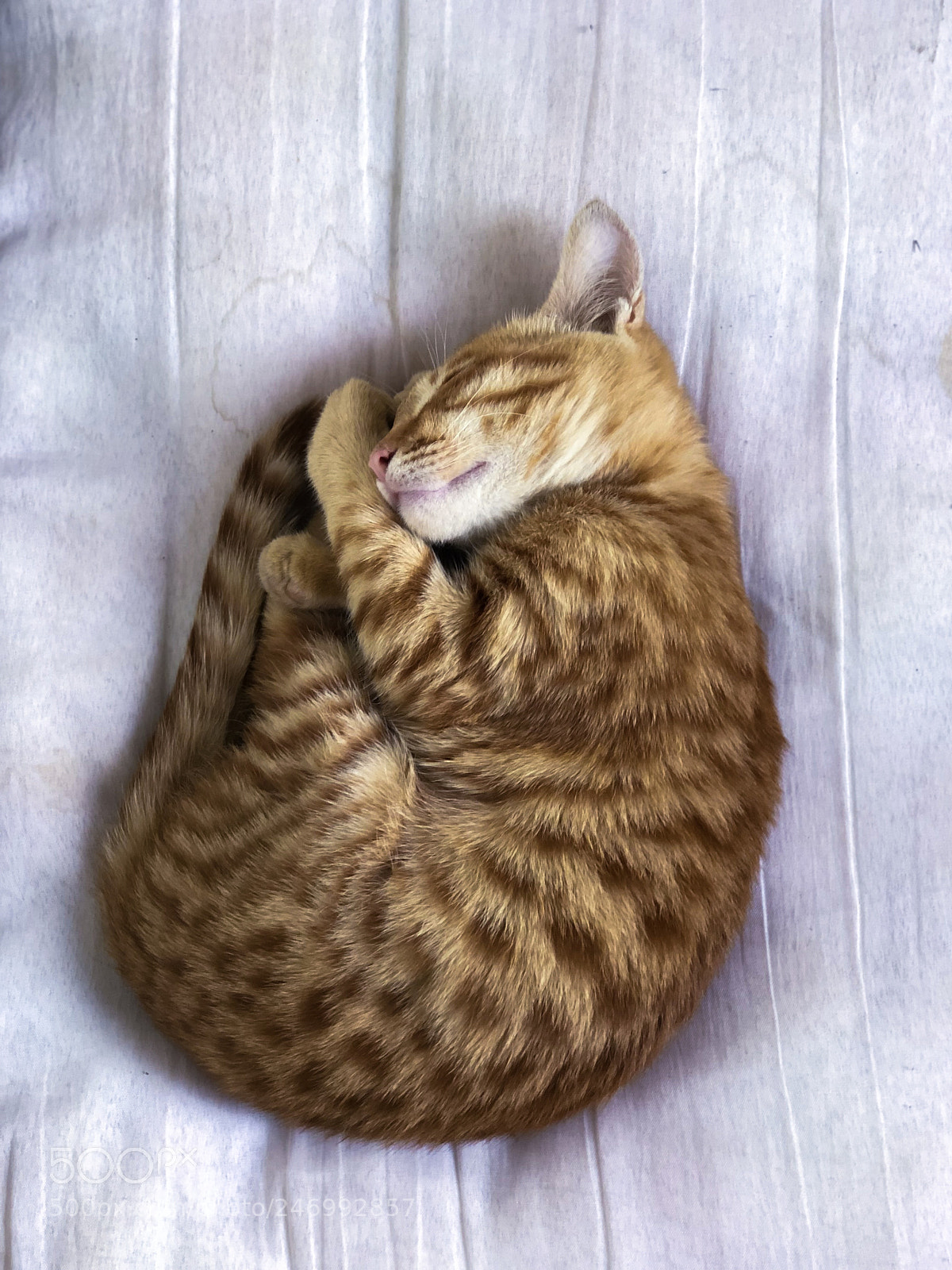 Apple iPhone 8 Plus sample photo. The sleepy cat photography
