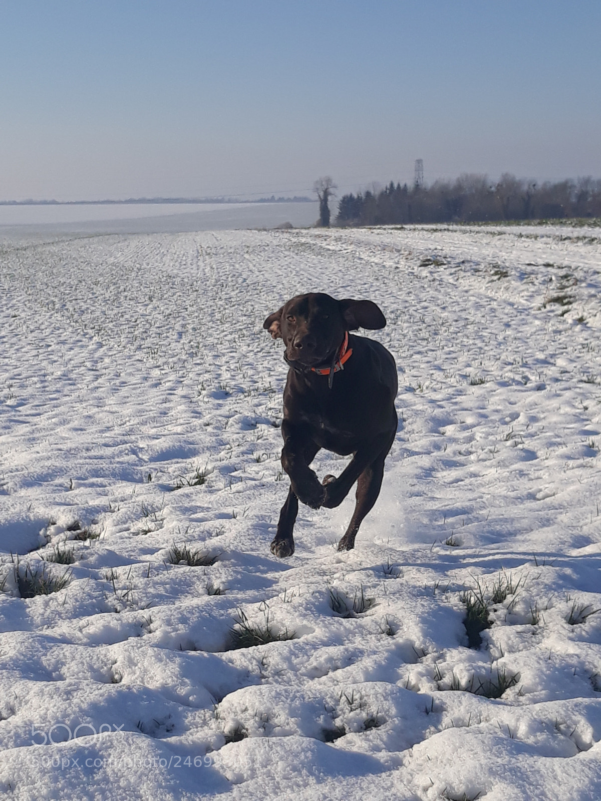 Samsung Galaxy J5 sample photo. Nako dans la neige photography