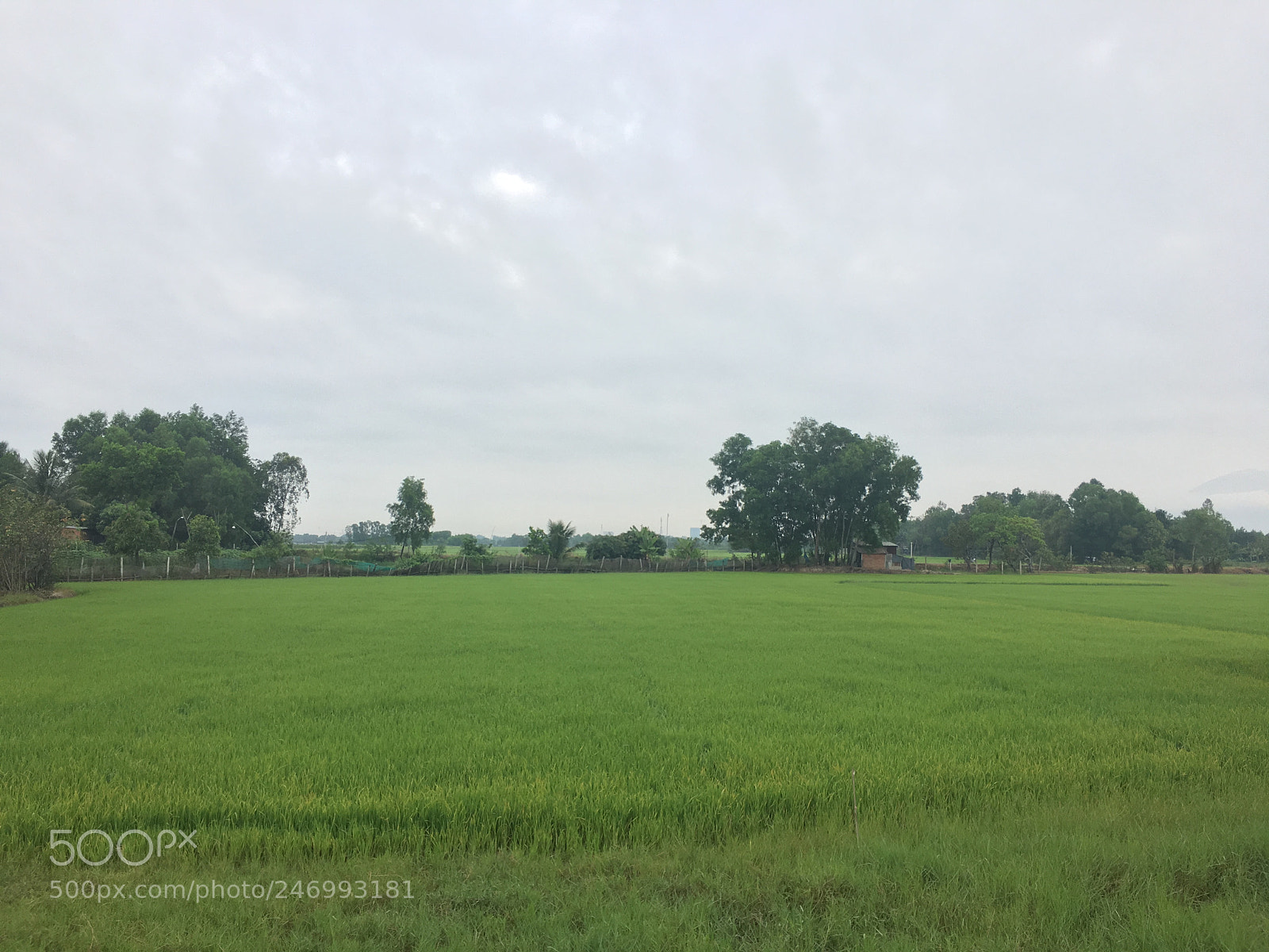 Apple iPhone 6s sample photo. Untitled photography