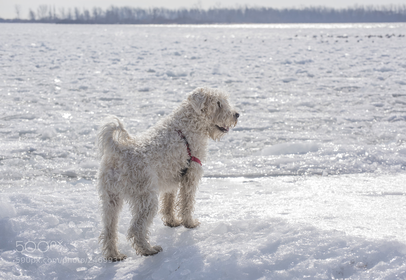 Nikon D810 sample photo. Finn by icy lake photography