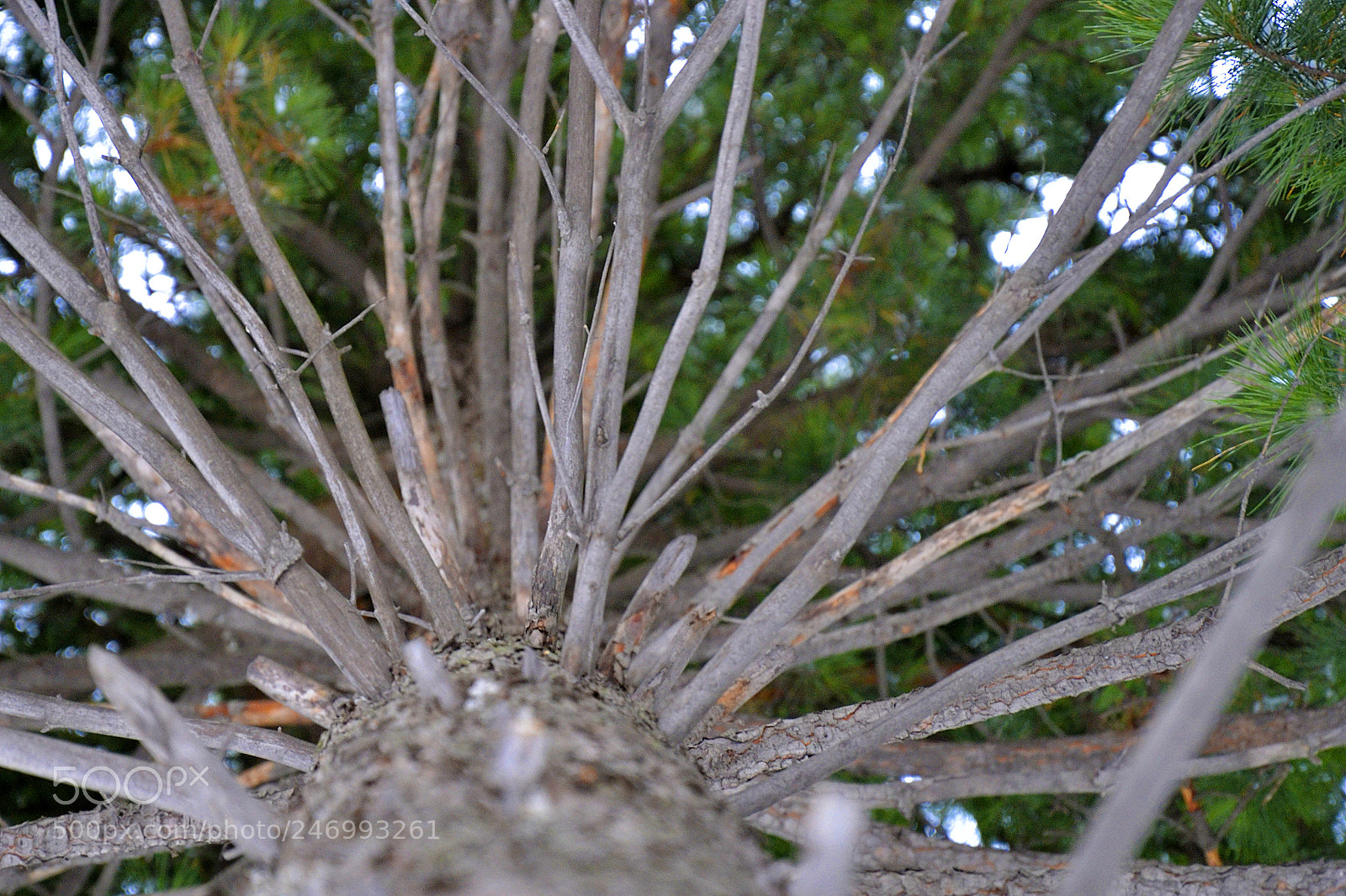 Nikon D3100 sample photo. Branches of pine photography